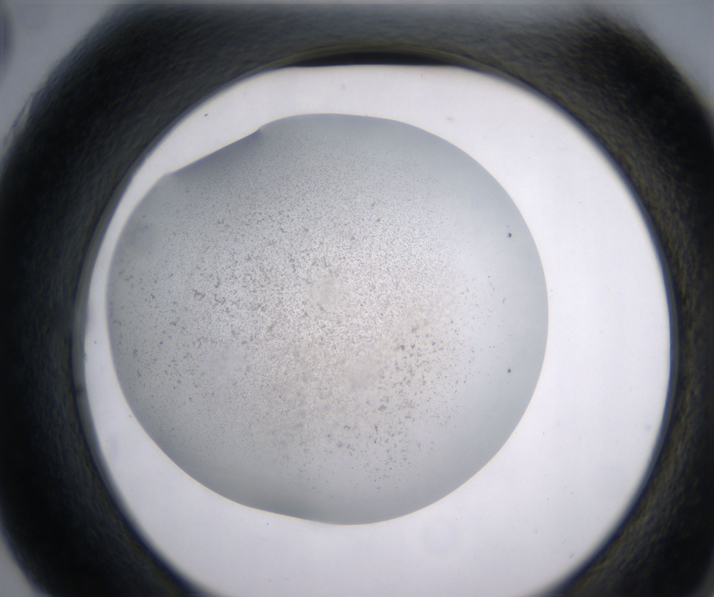 G3_HighResolution_Precipitate_2.jpg