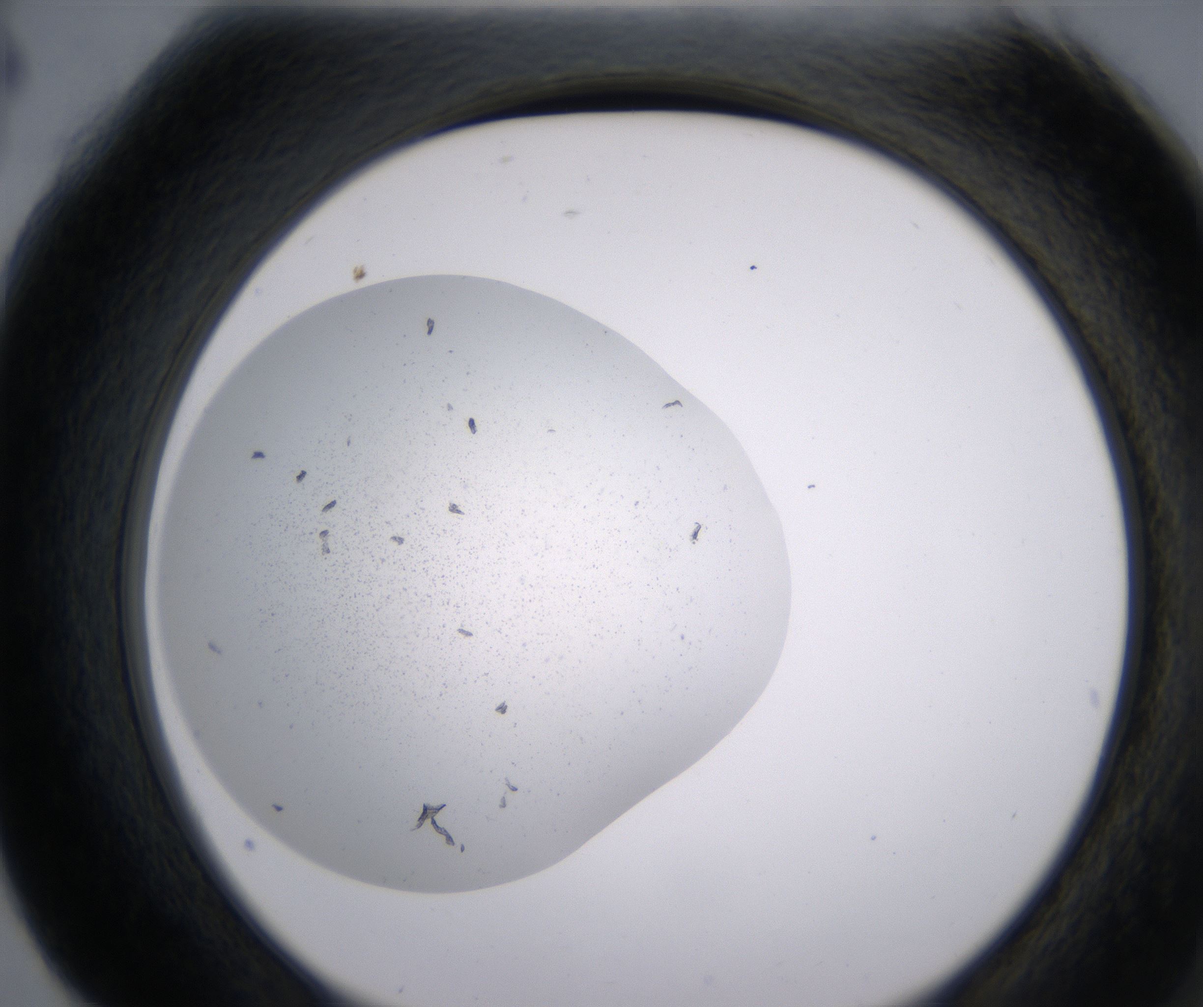 G4_HighResolution_Precipitate_2.jpg