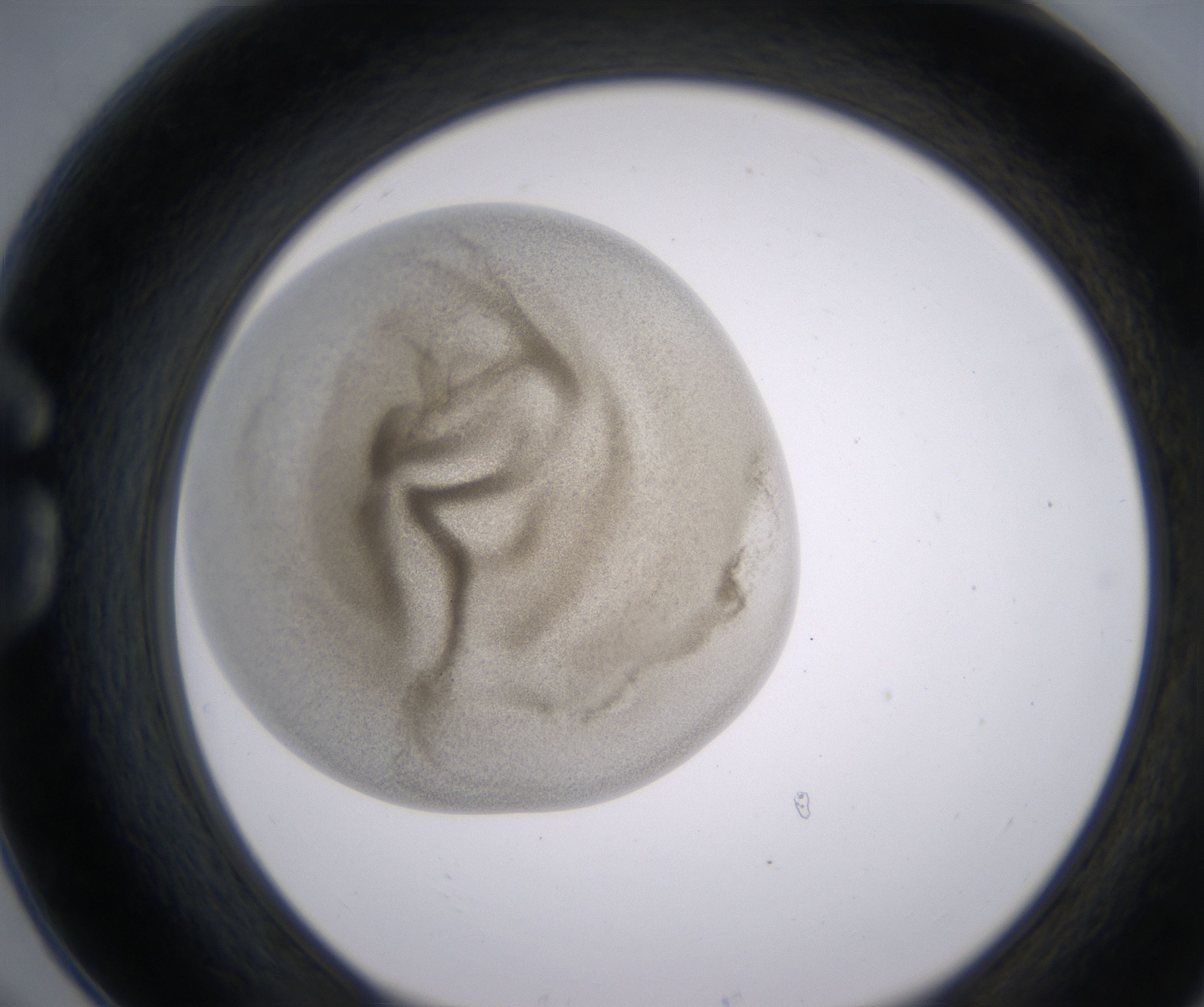 G6_HighResolution_Precipitate_1.jpg