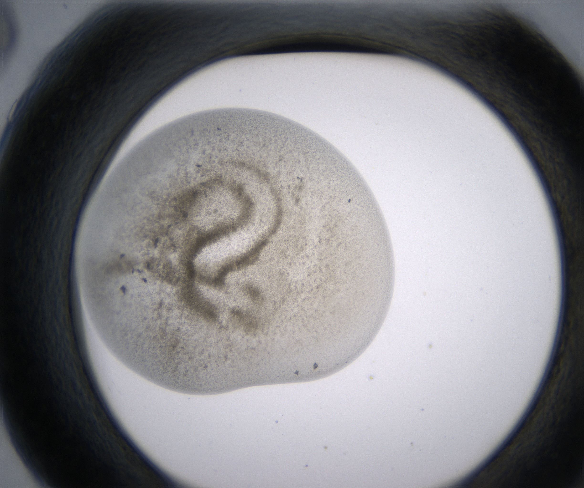 G6_HighResolution_Precipitate_2.jpg