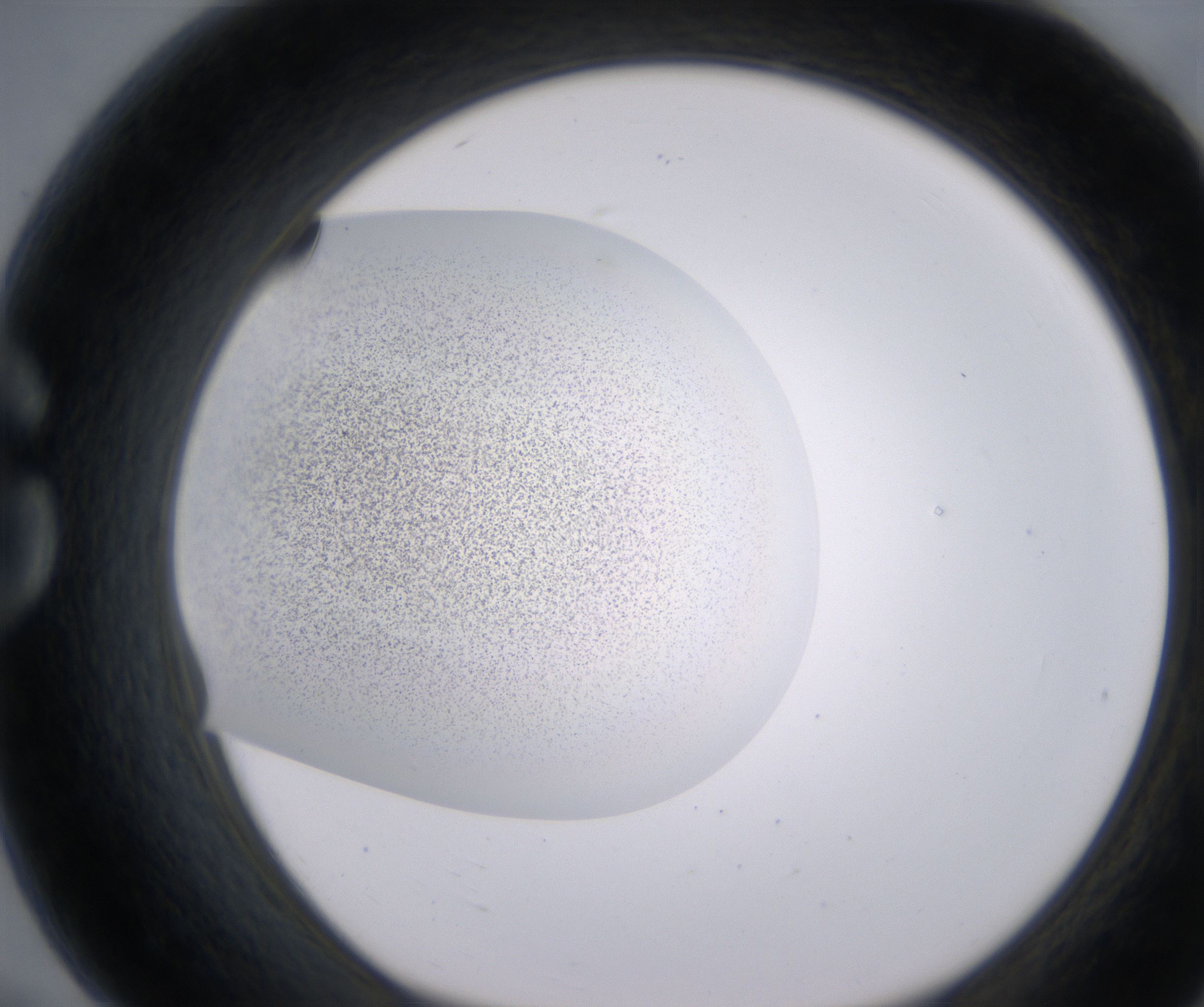G7_HighResolution_Precipitate_1.jpg