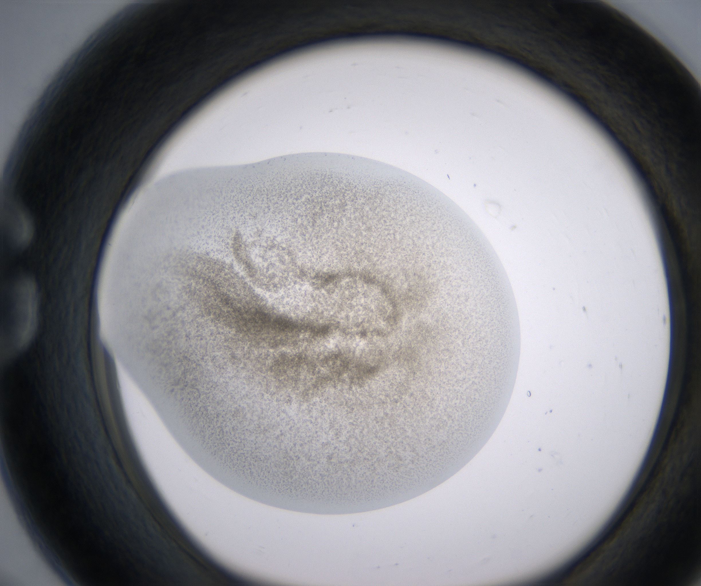 G8_HighResolution_Precipitate_1.jpg