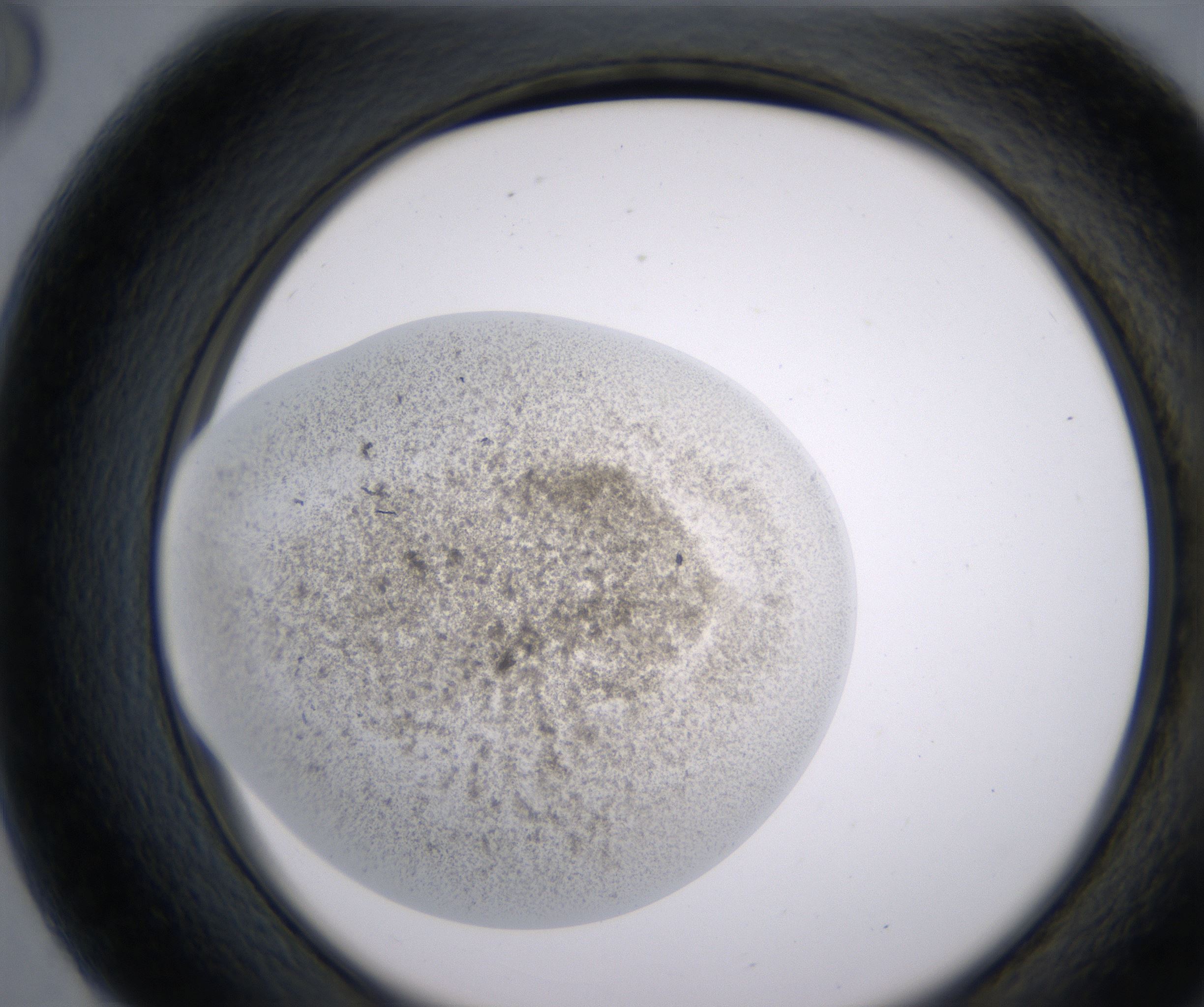 G8_HighResolution_Precipitate_2.jpg
