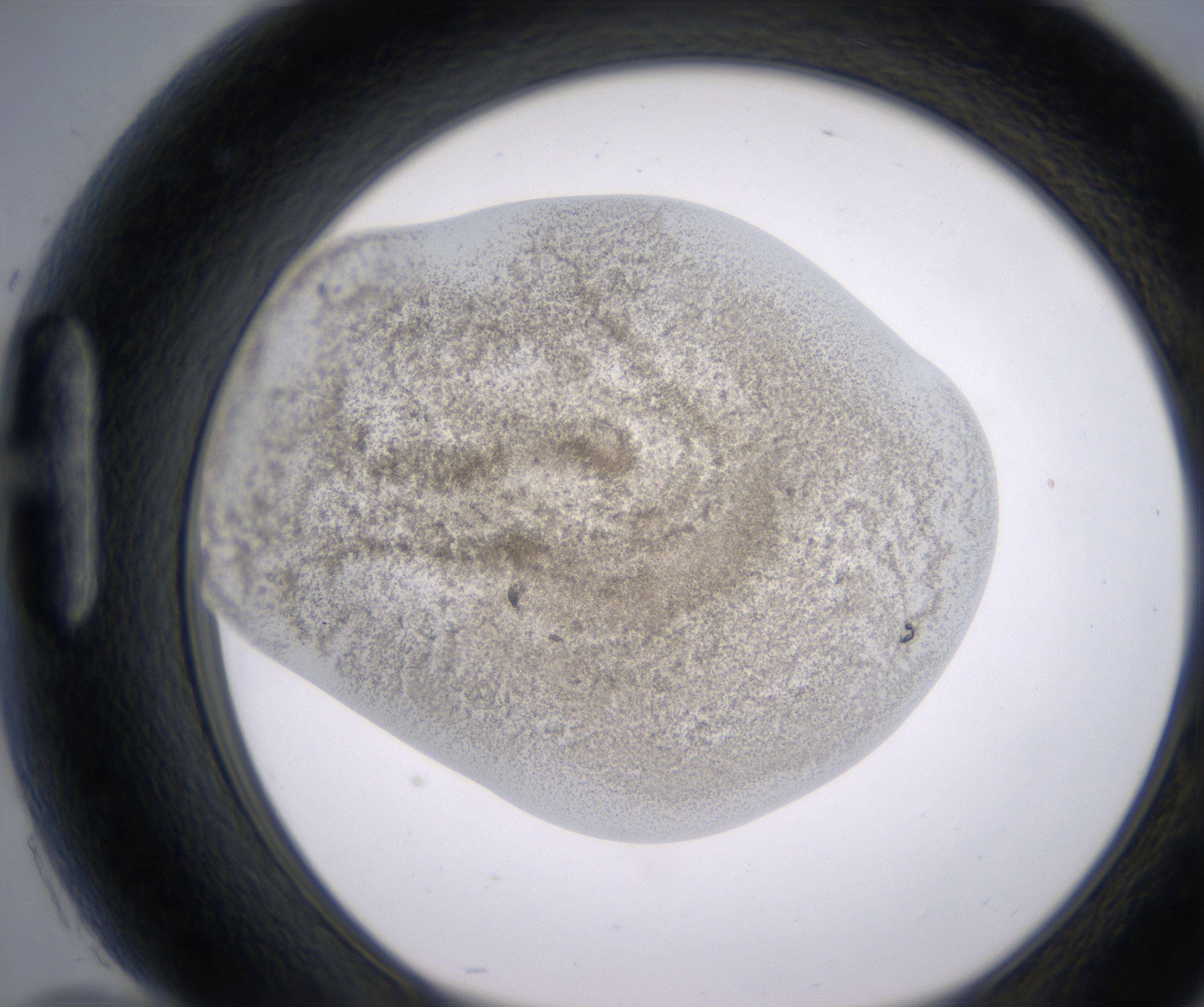 H10_HighResolution_Precipitate_1.jpg