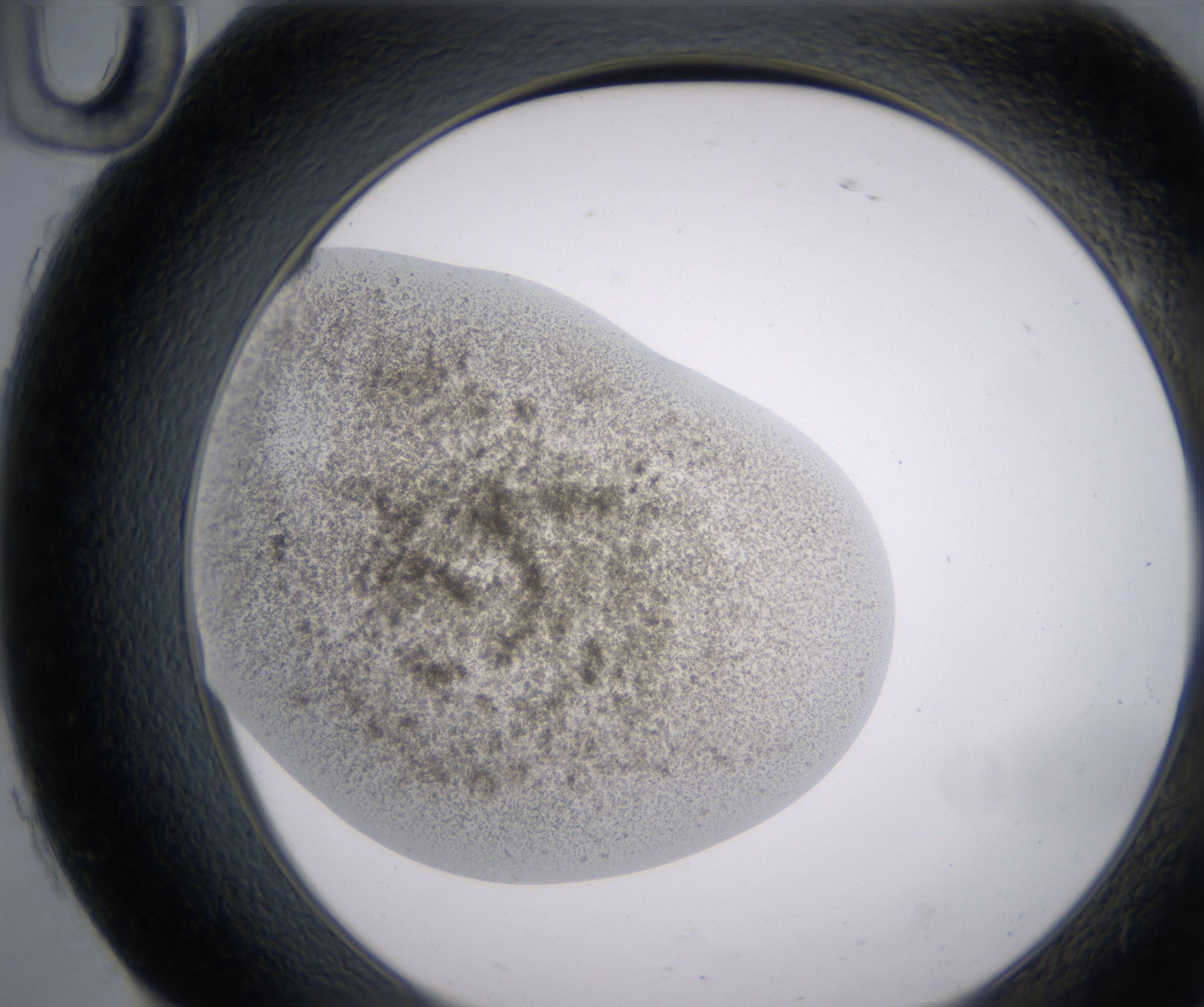 H10_HighResolution_Precipitate_2.jpg