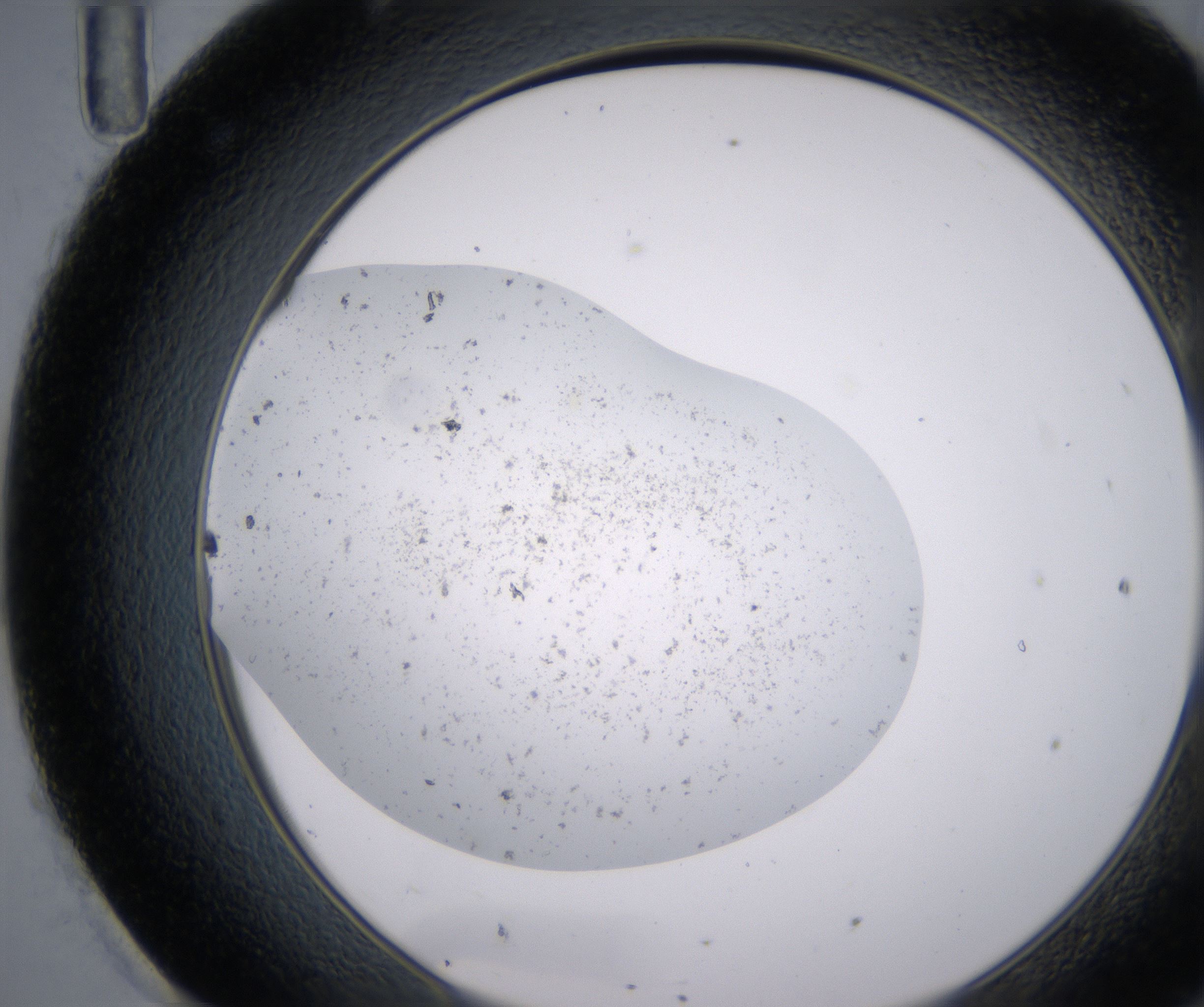 H11_HighResolution_Precipitate_2.jpg