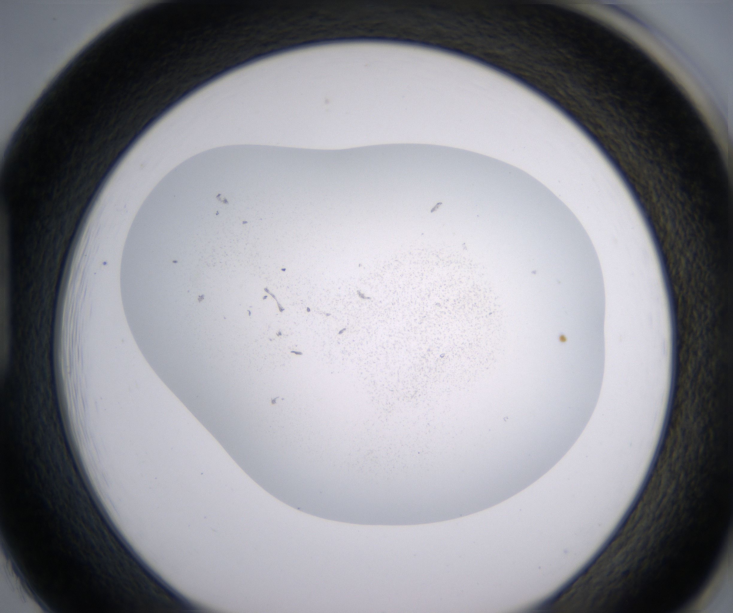 H1_HighResolution_Precipitate_1.jpg