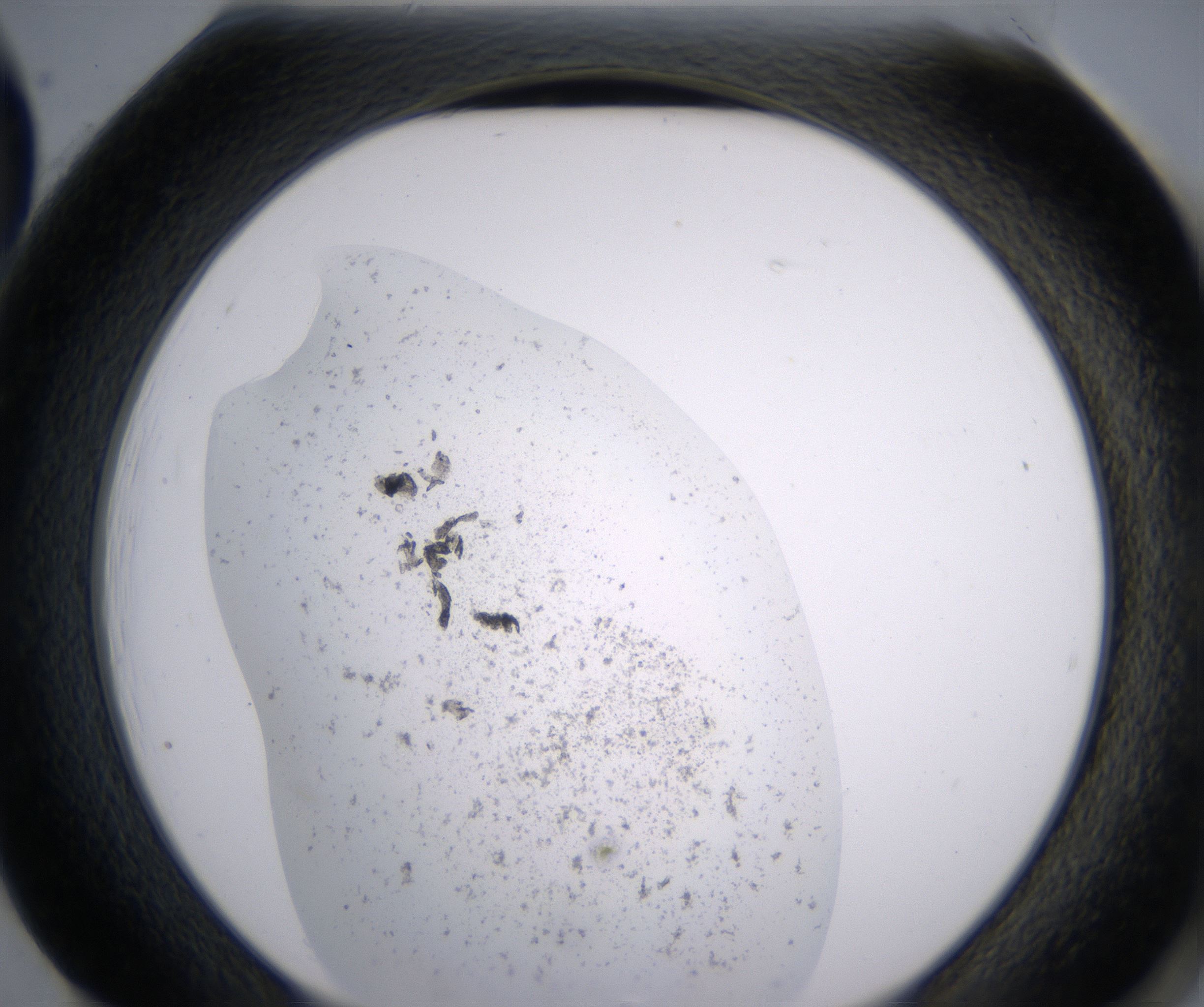 H1_HighResolution_Precipitate_2.jpg