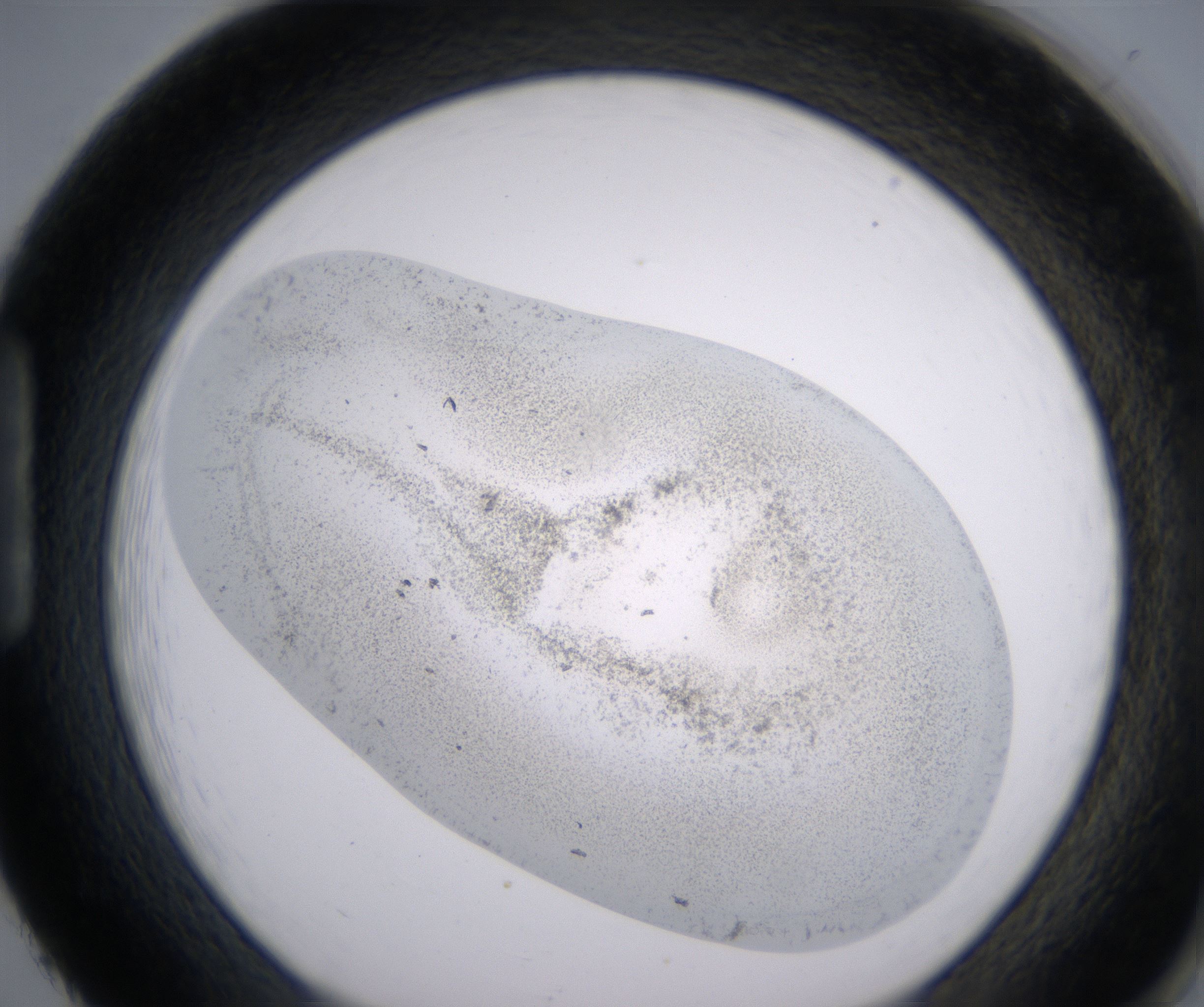 H2_HighResolution_Precipitate_1.jpg