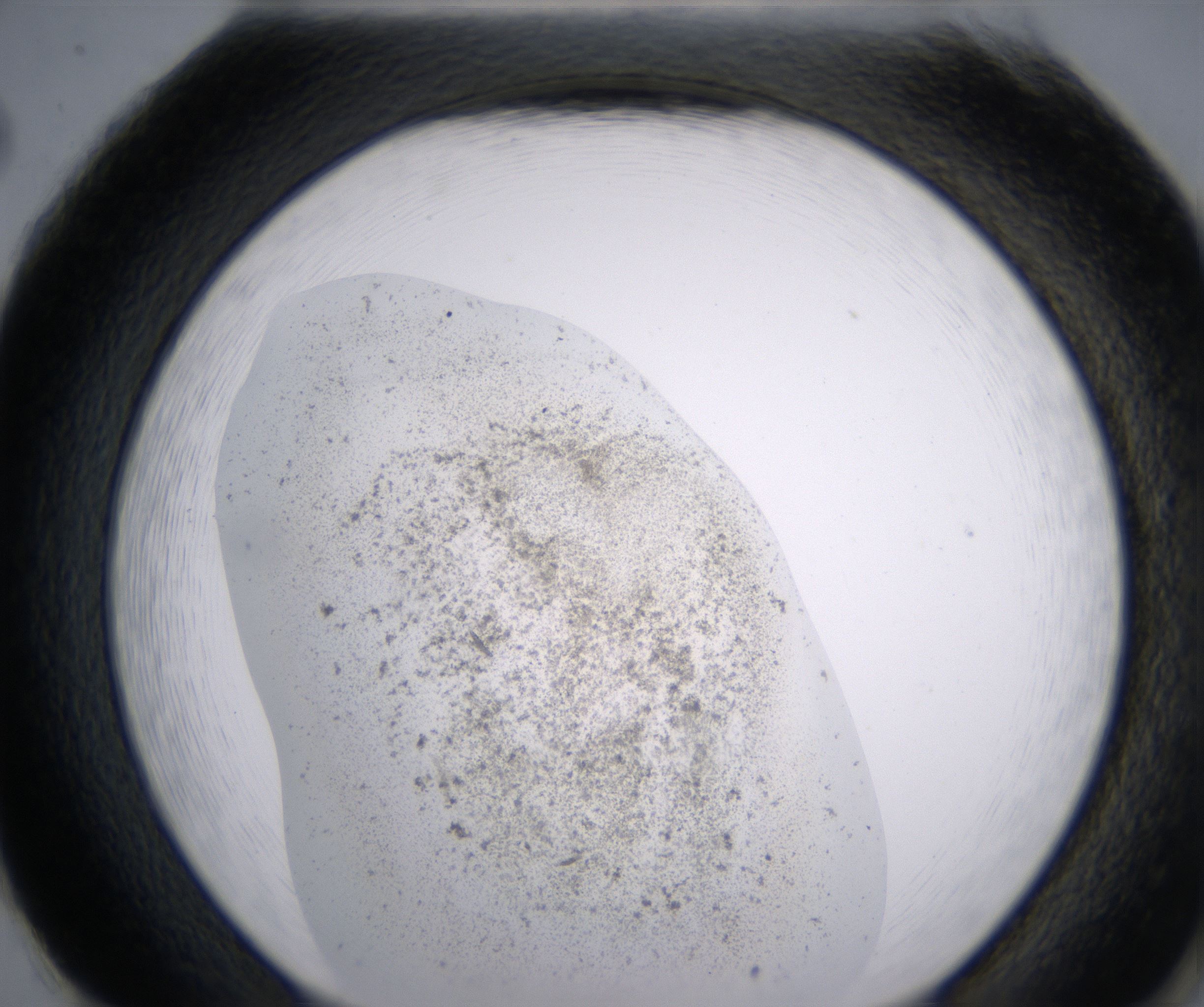 H2_HighResolution_Precipitate_2.jpg
