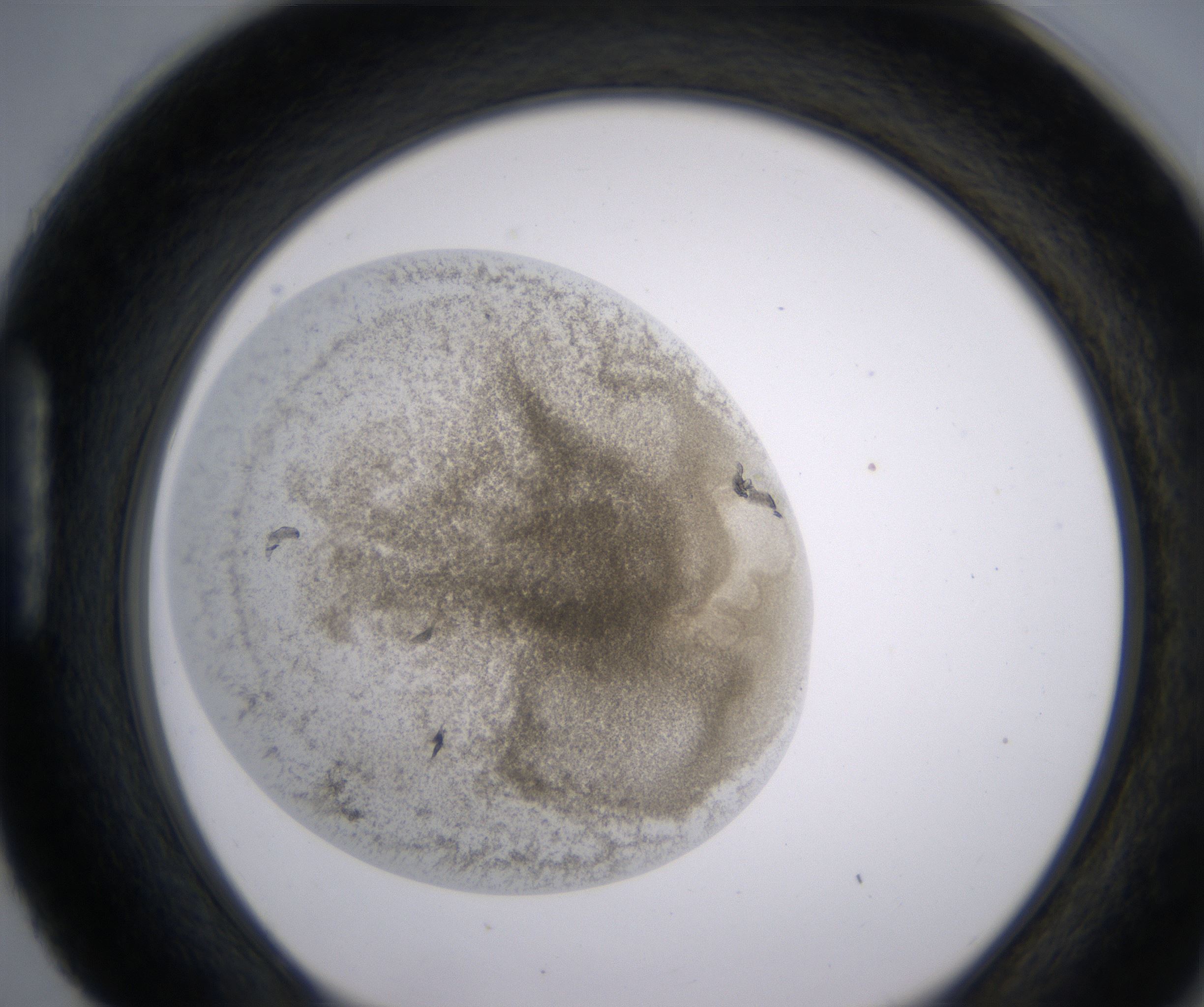 H4_HighResolution_Precipitate_1.jpg