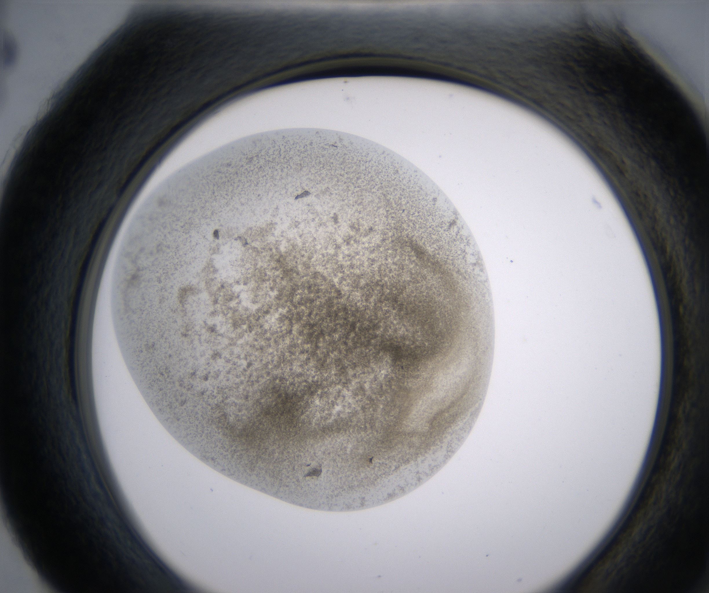 H4_HighResolution_Precipitate_2.jpg