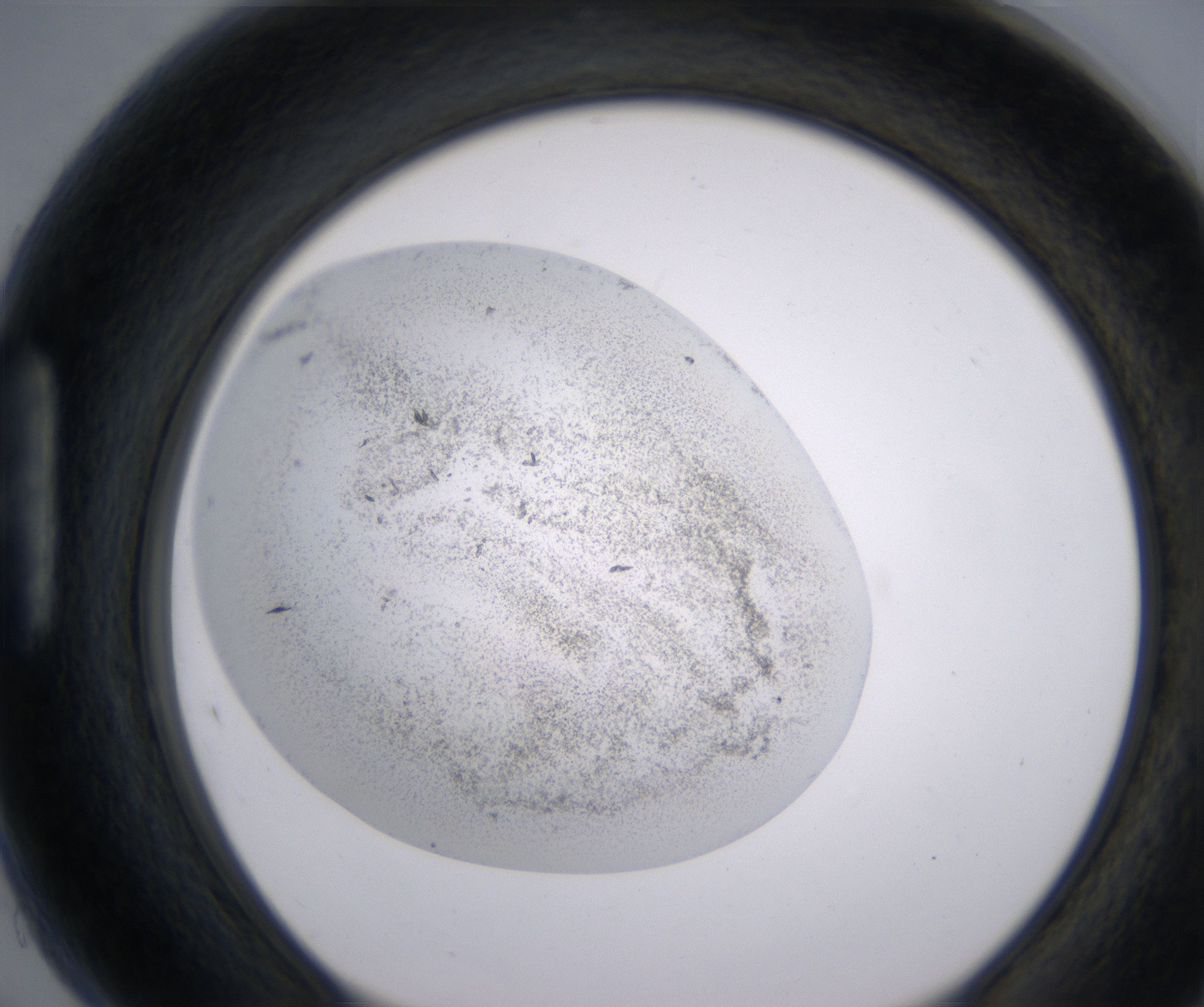 H5_HighResolution_Precipitate_1.jpg