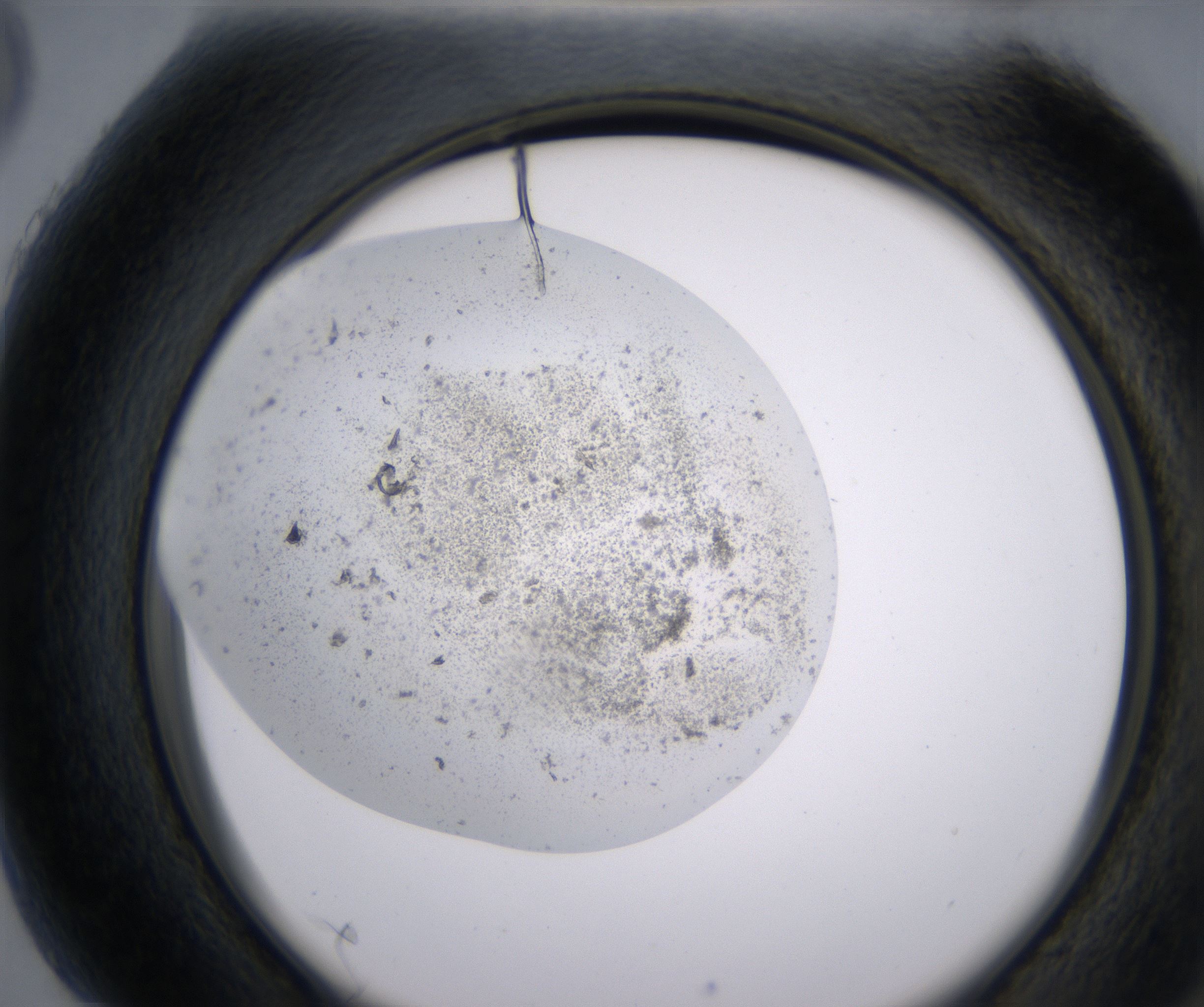 H5_HighResolution_Precipitate_2.jpg
