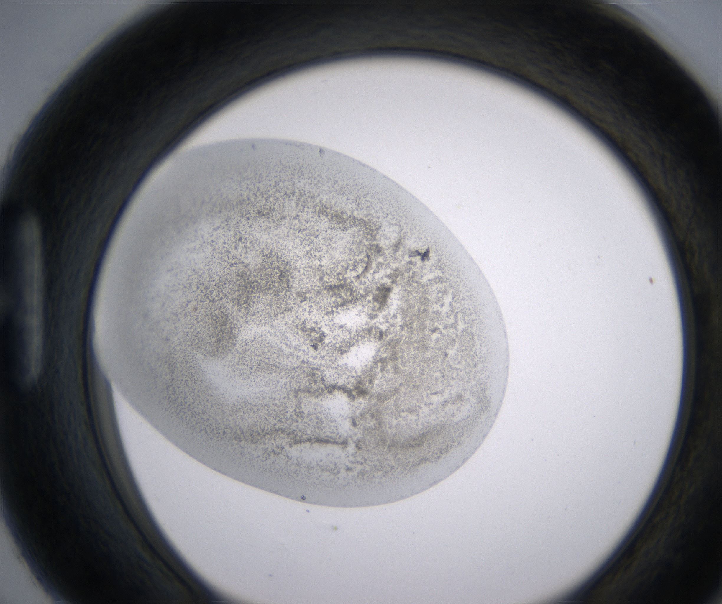 H6_HighResolution_Precipitate_1.jpg