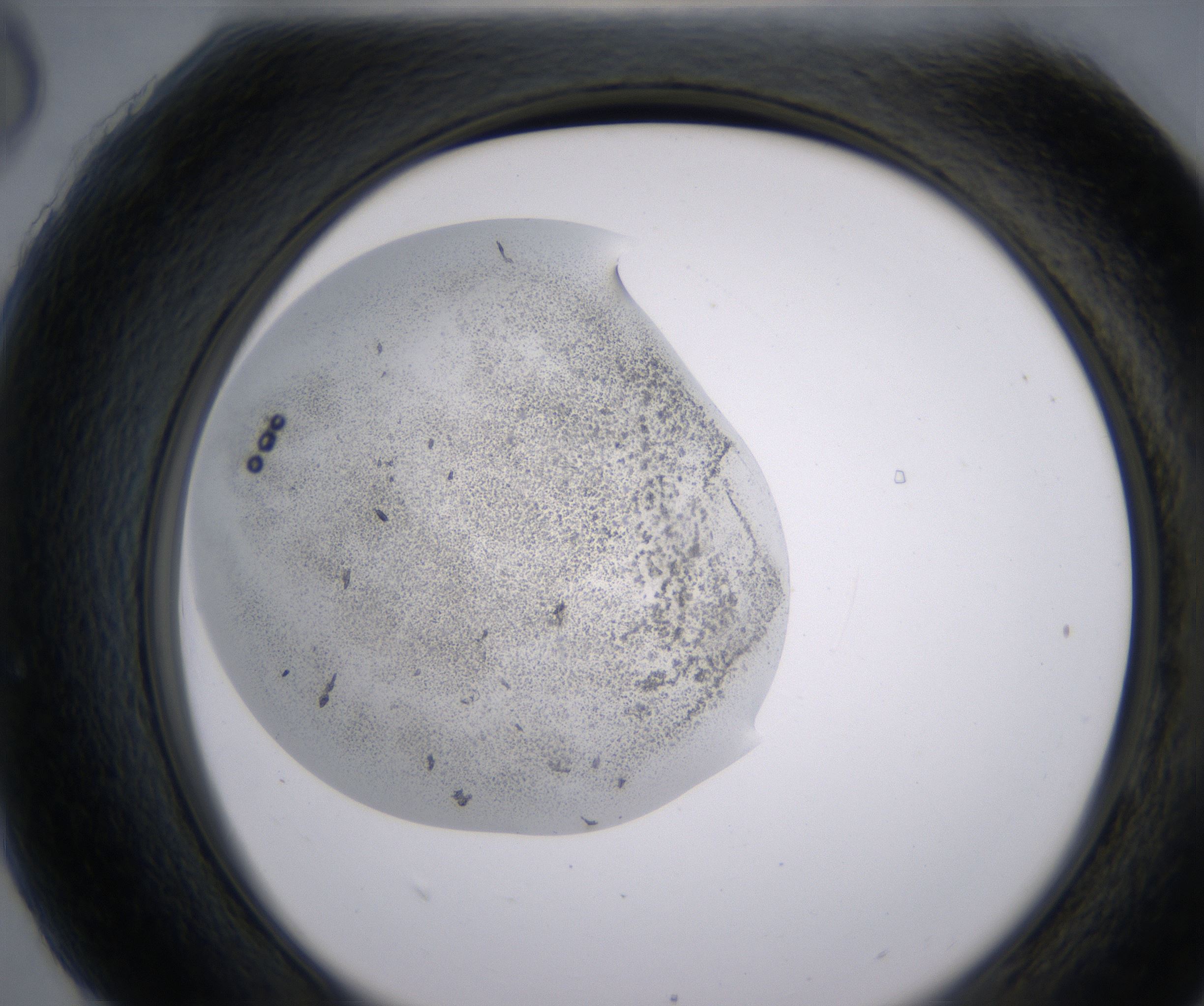 H6_HighResolution_Precipitate_2.jpg