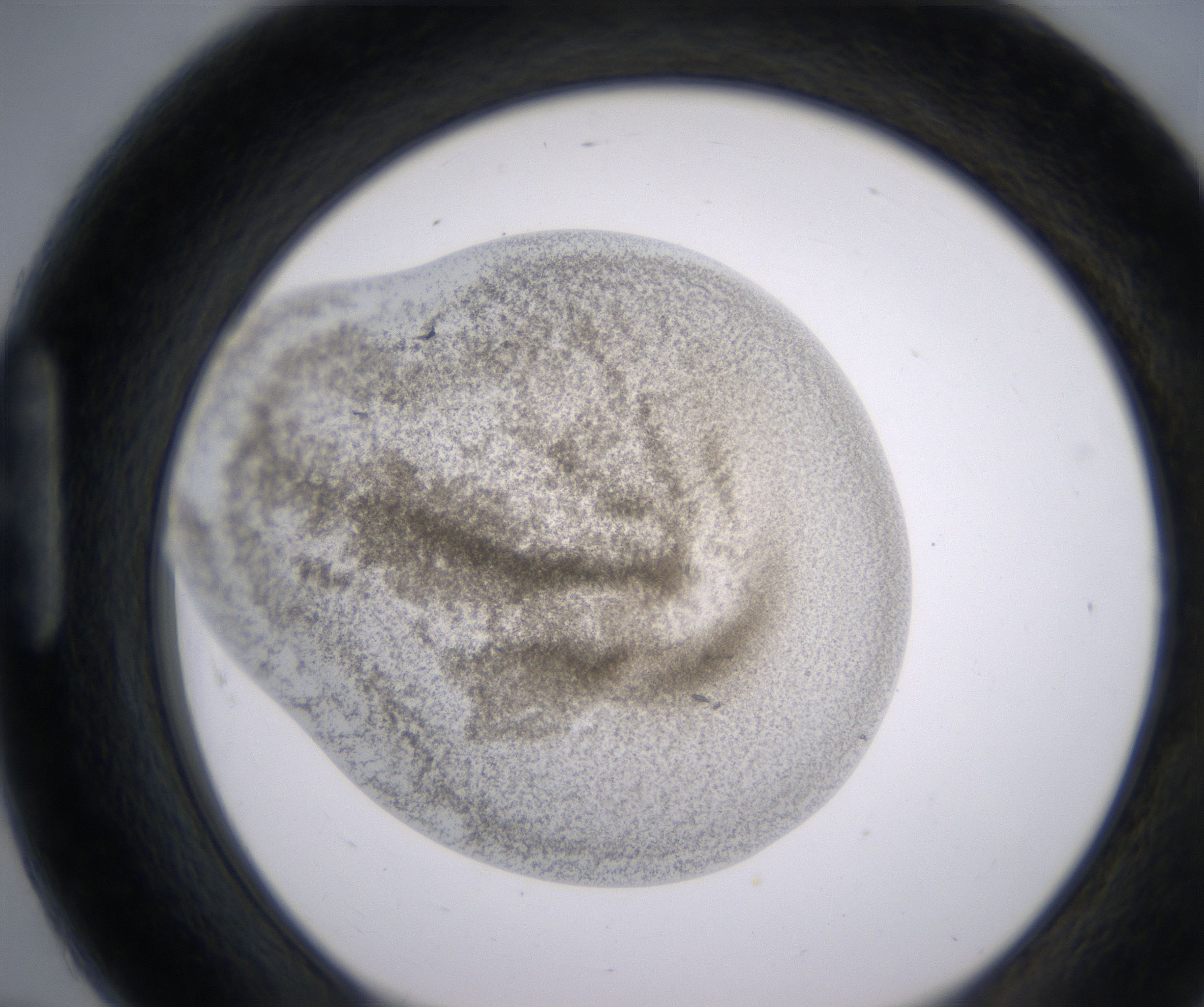 H7_HighResolution_Precipitate_1.jpg