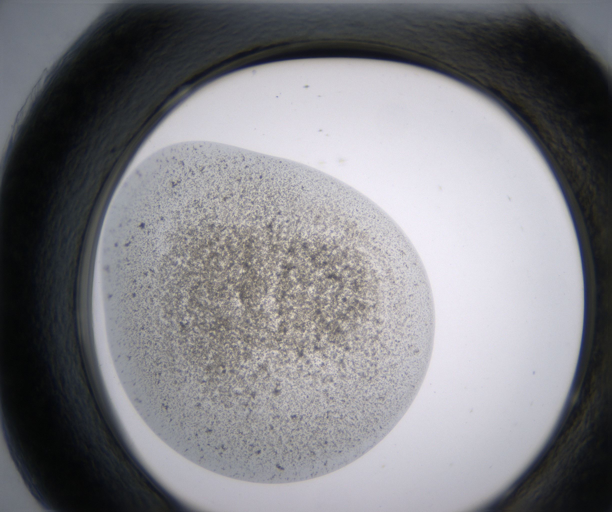 H7_HighResolution_Precipitate_2.jpg