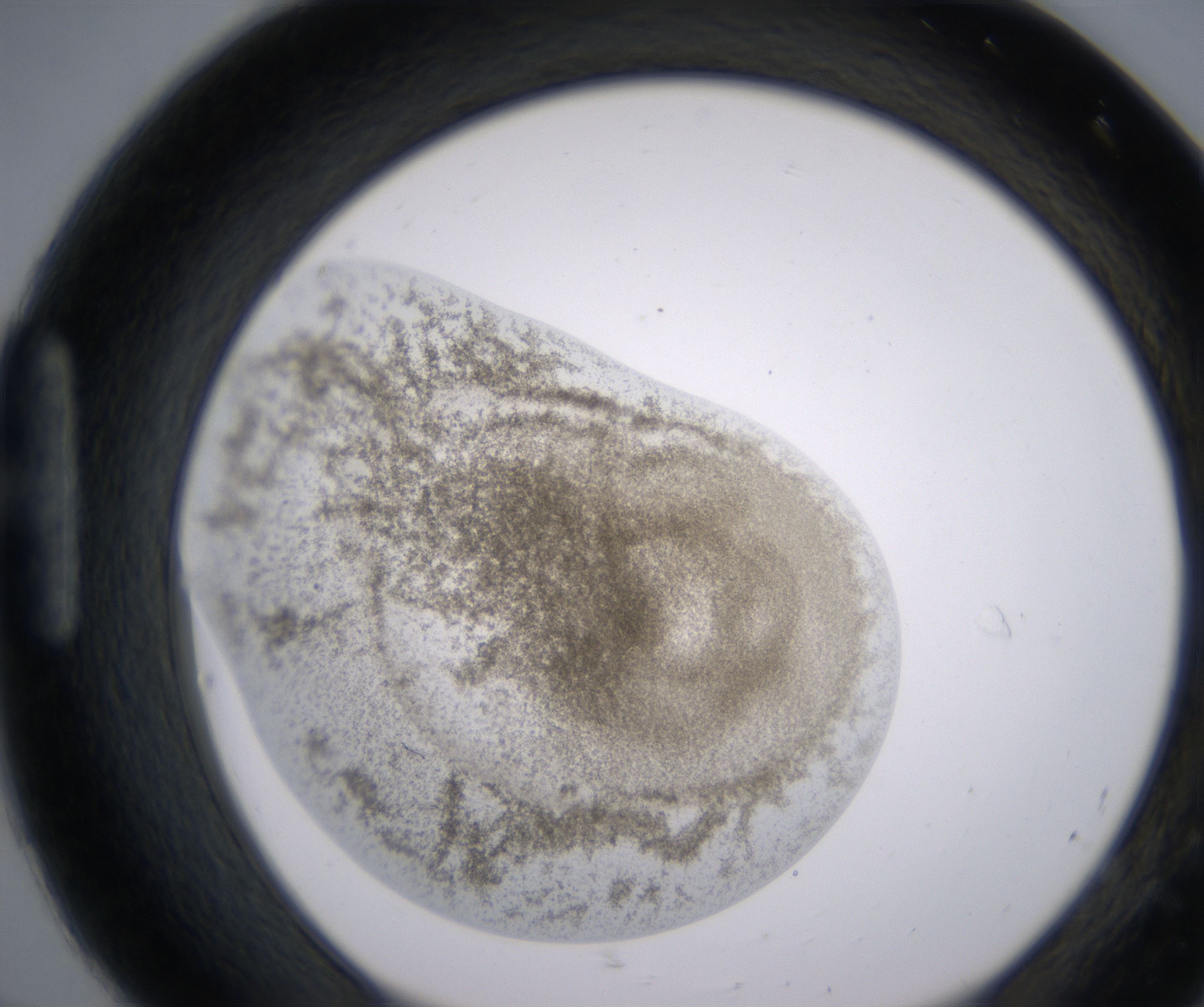 H8_HighResolution_Precipitate_1.jpg