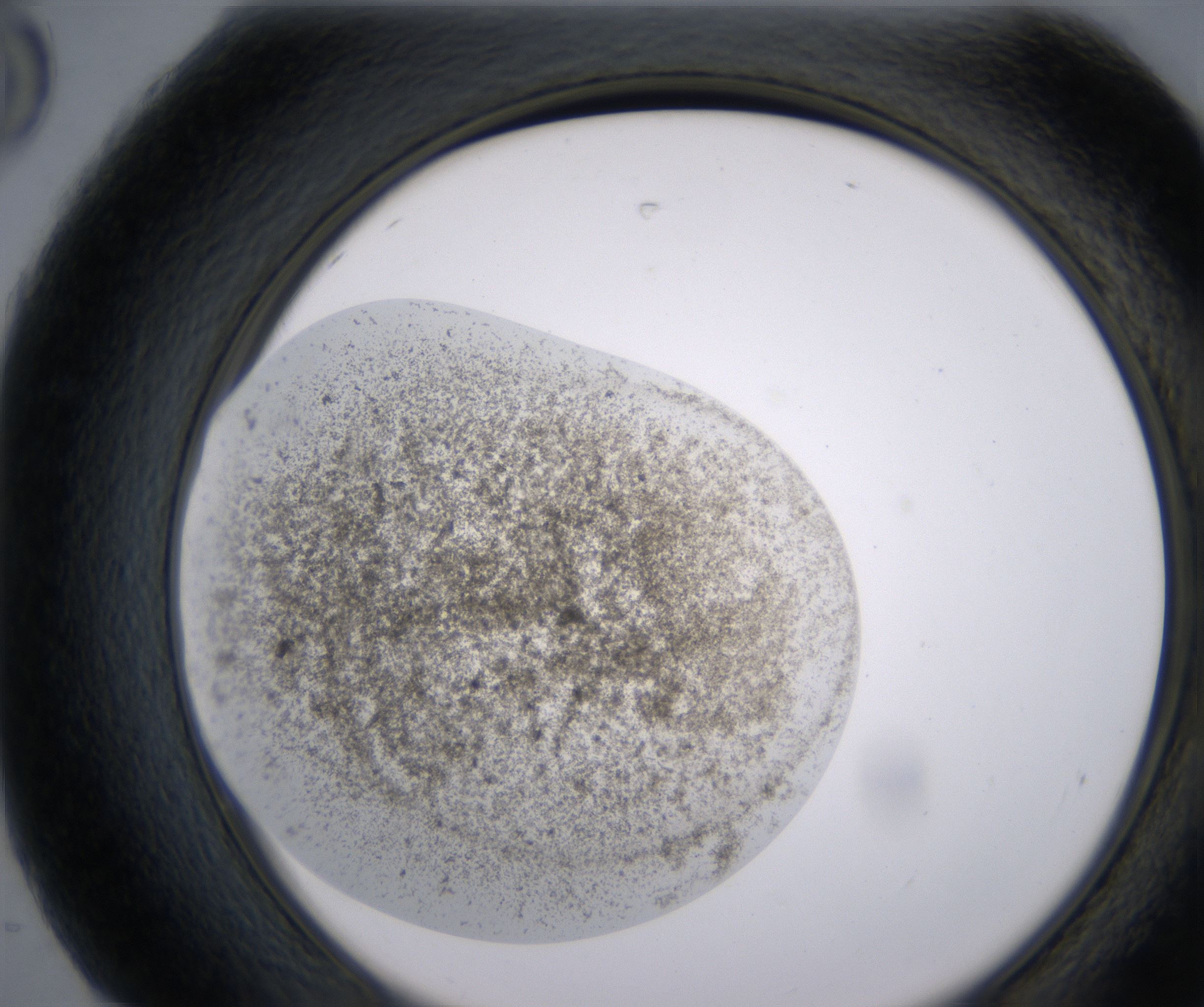 H8_HighResolution_Precipitate_2.jpg