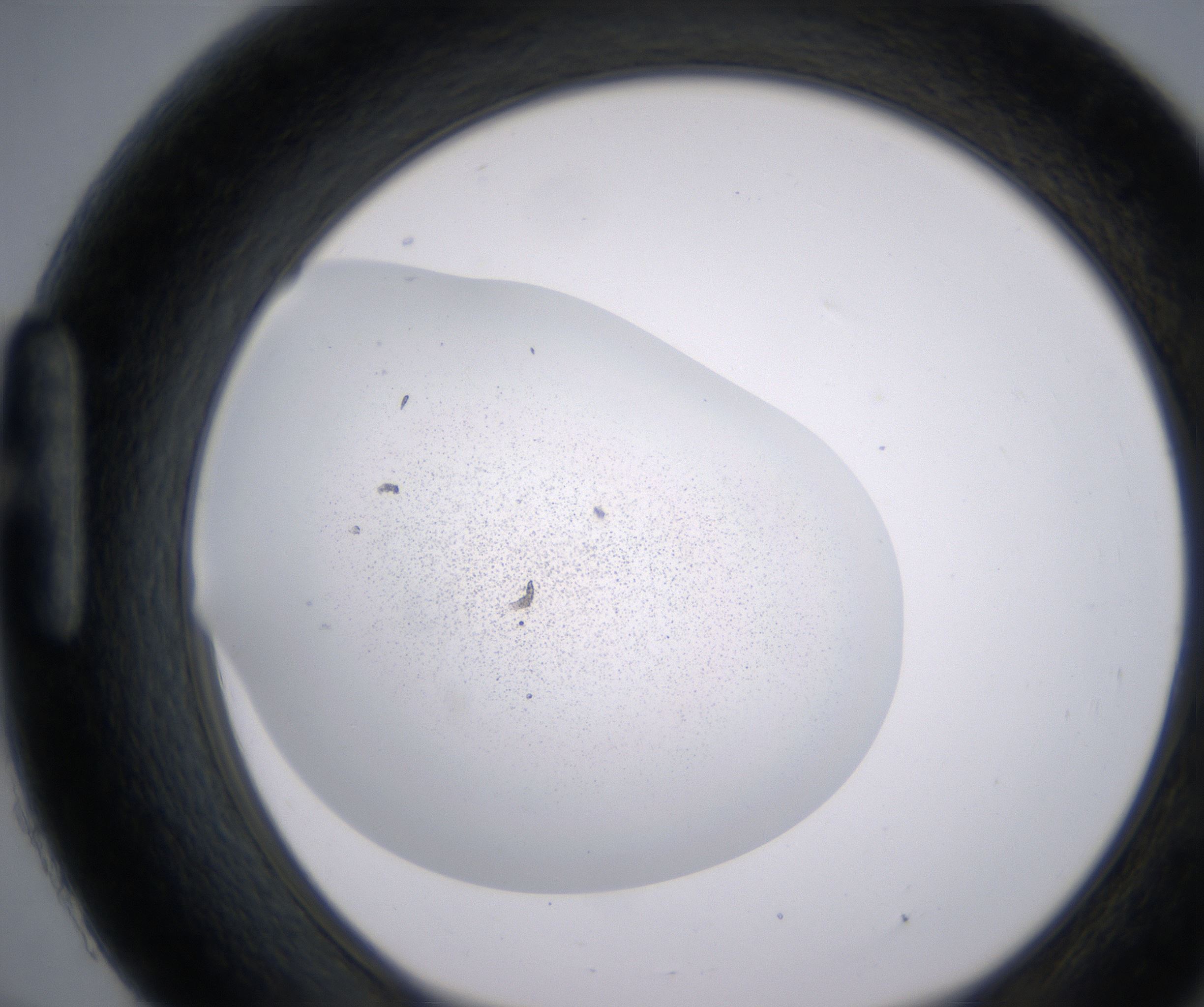H9_HighResolution_Precipitate_1.jpg