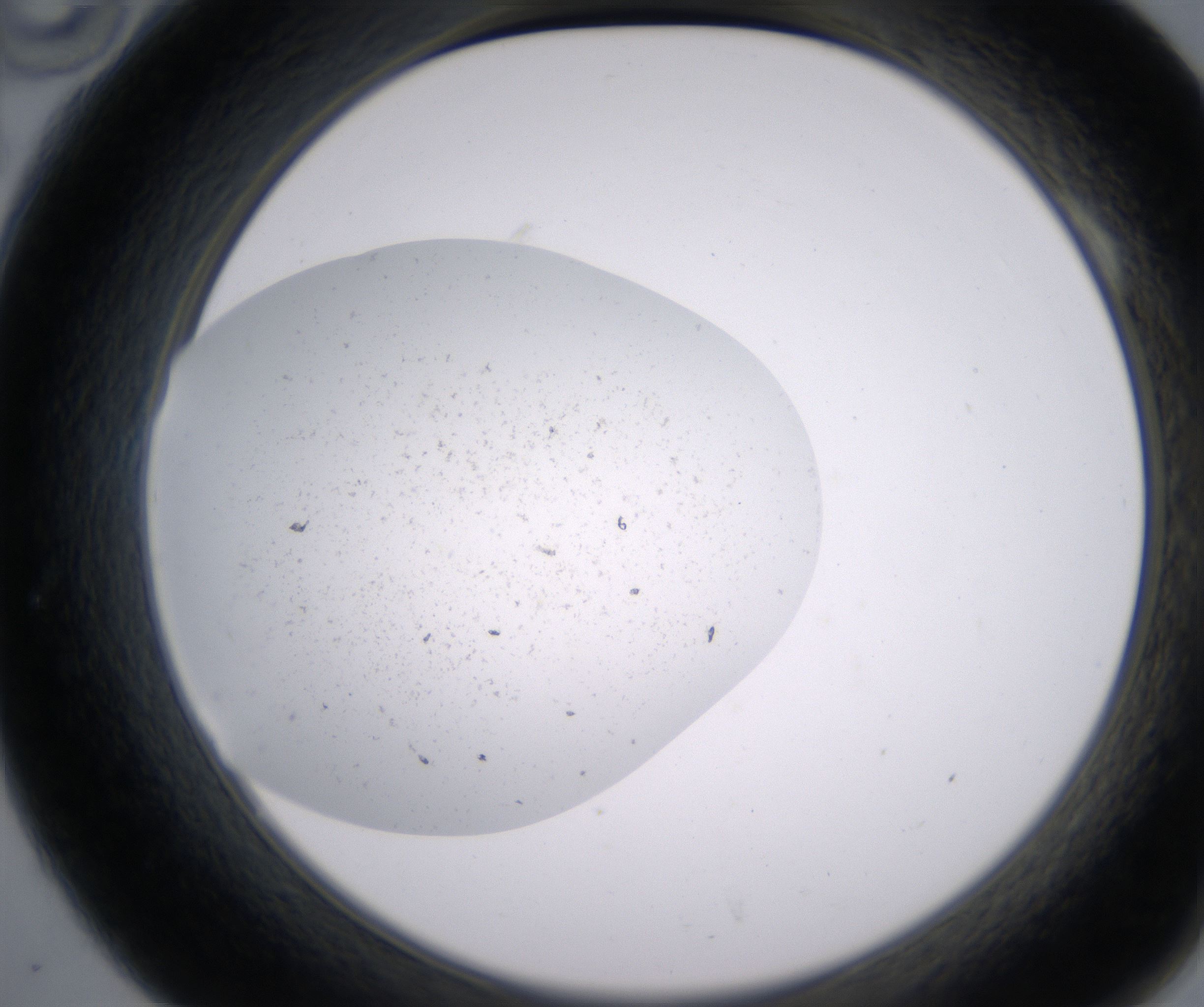A10_HighResolution_Precipitate_2.jpg