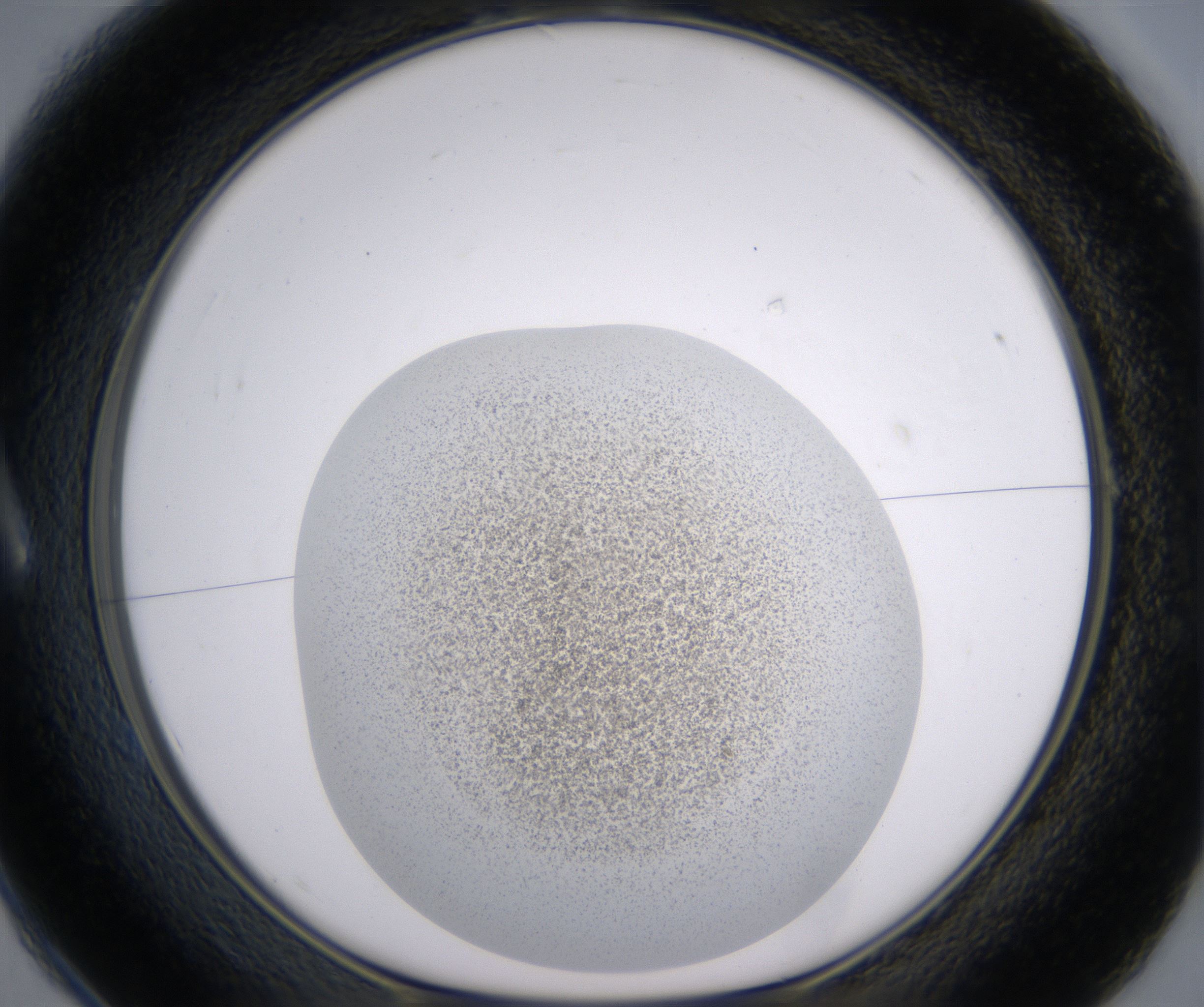 A1_HighResolution_Precipitate_1.jpg