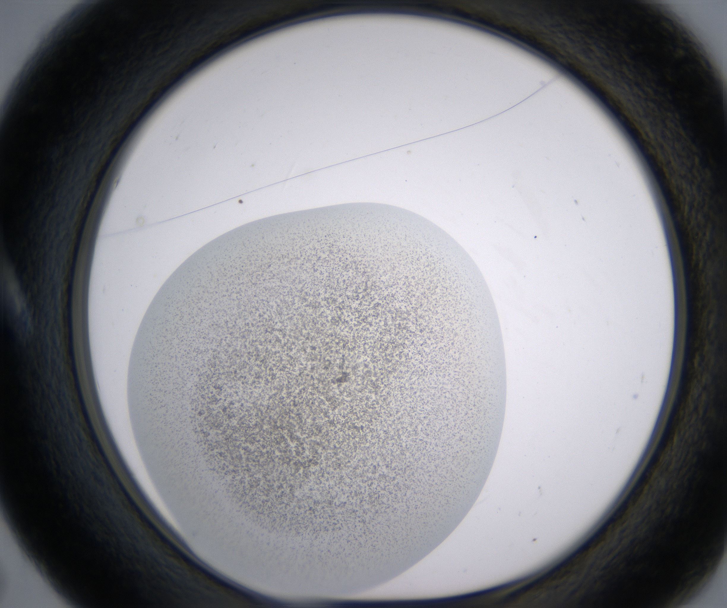 A5_HighResolution_Precipitate_1.jpg