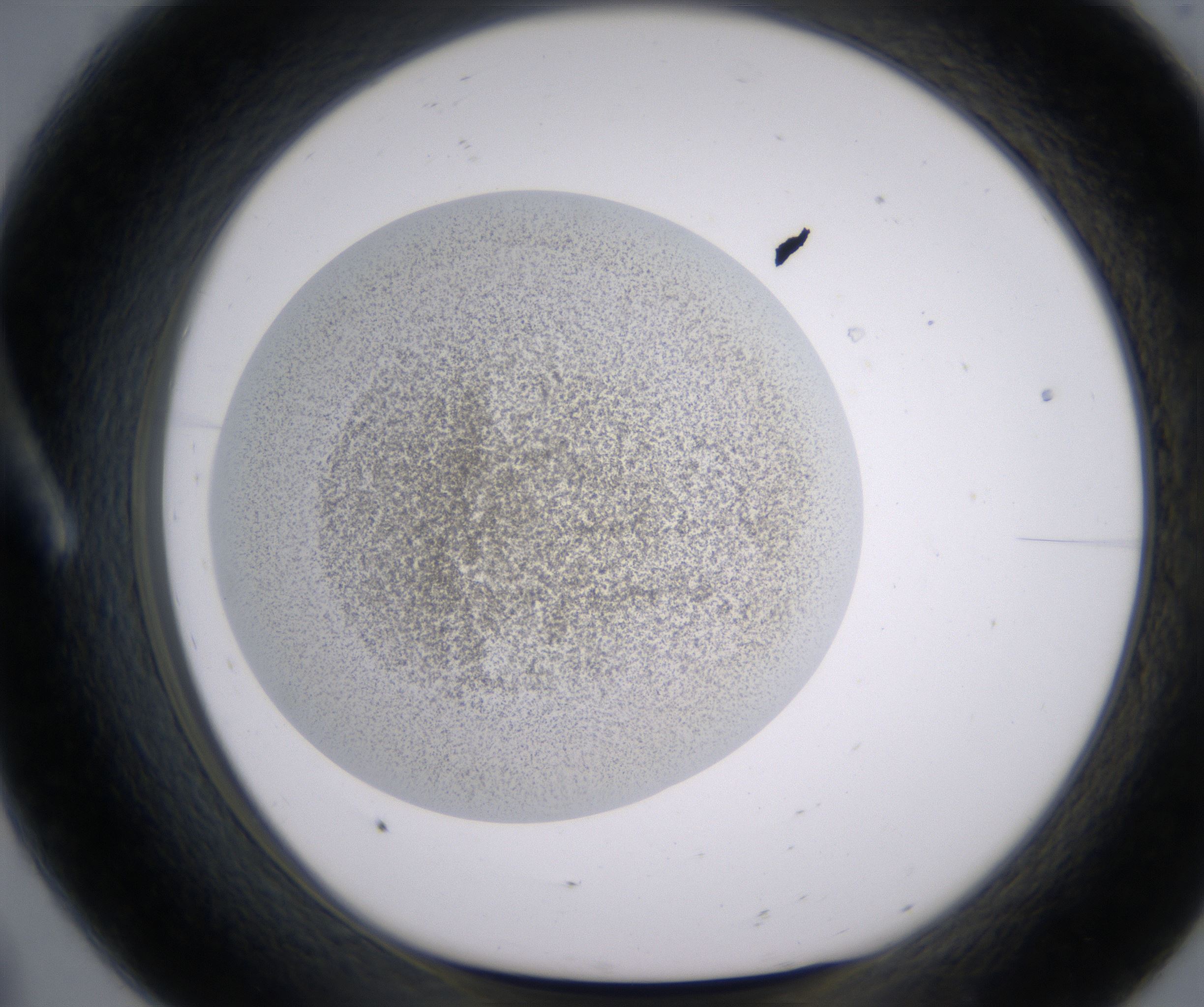 A8_HighResolution_Precipitate_1.jpg