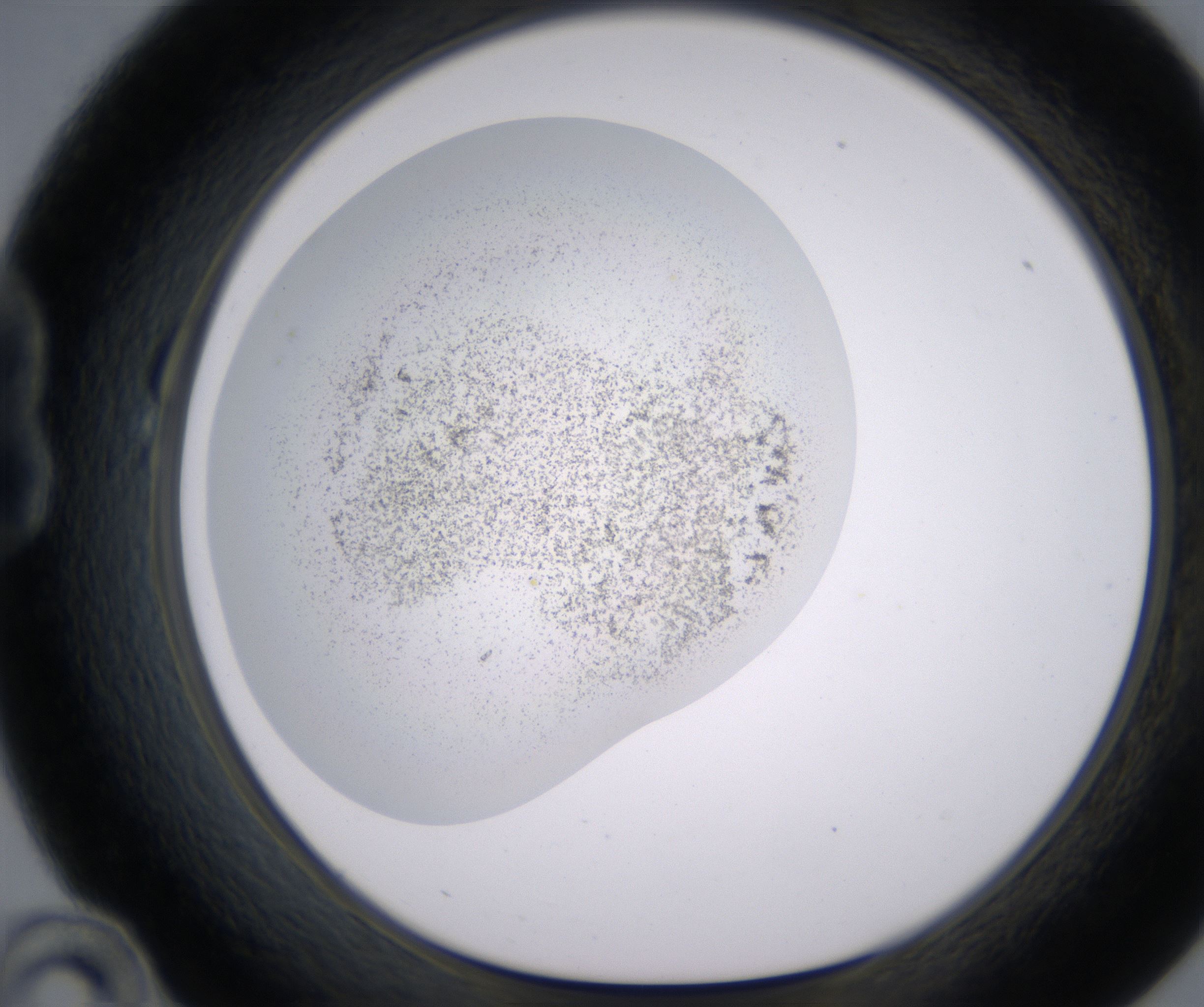 B10_HighResolution_Precipitate_1.jpg