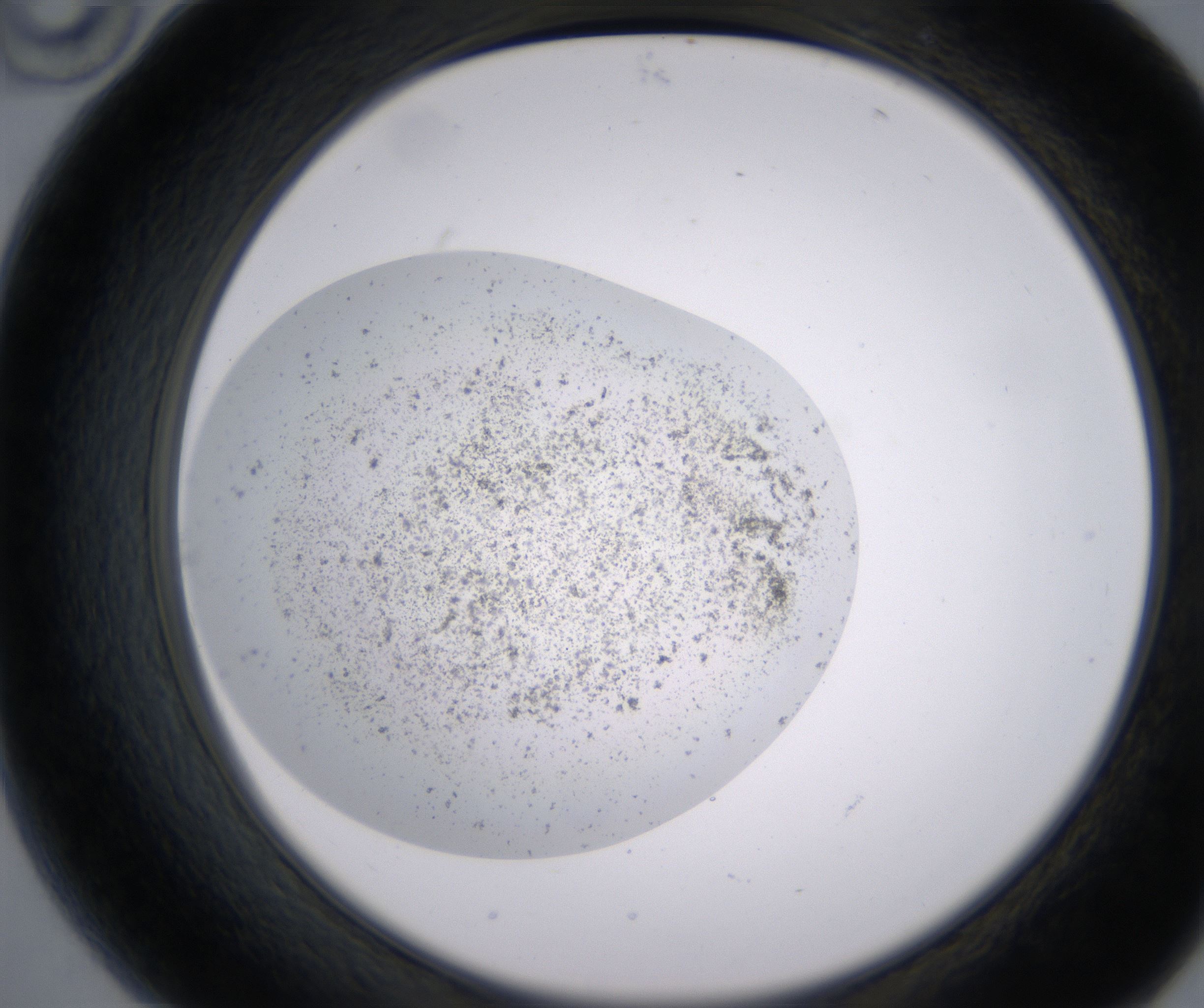 B10_HighResolution_Precipitate_2.jpg