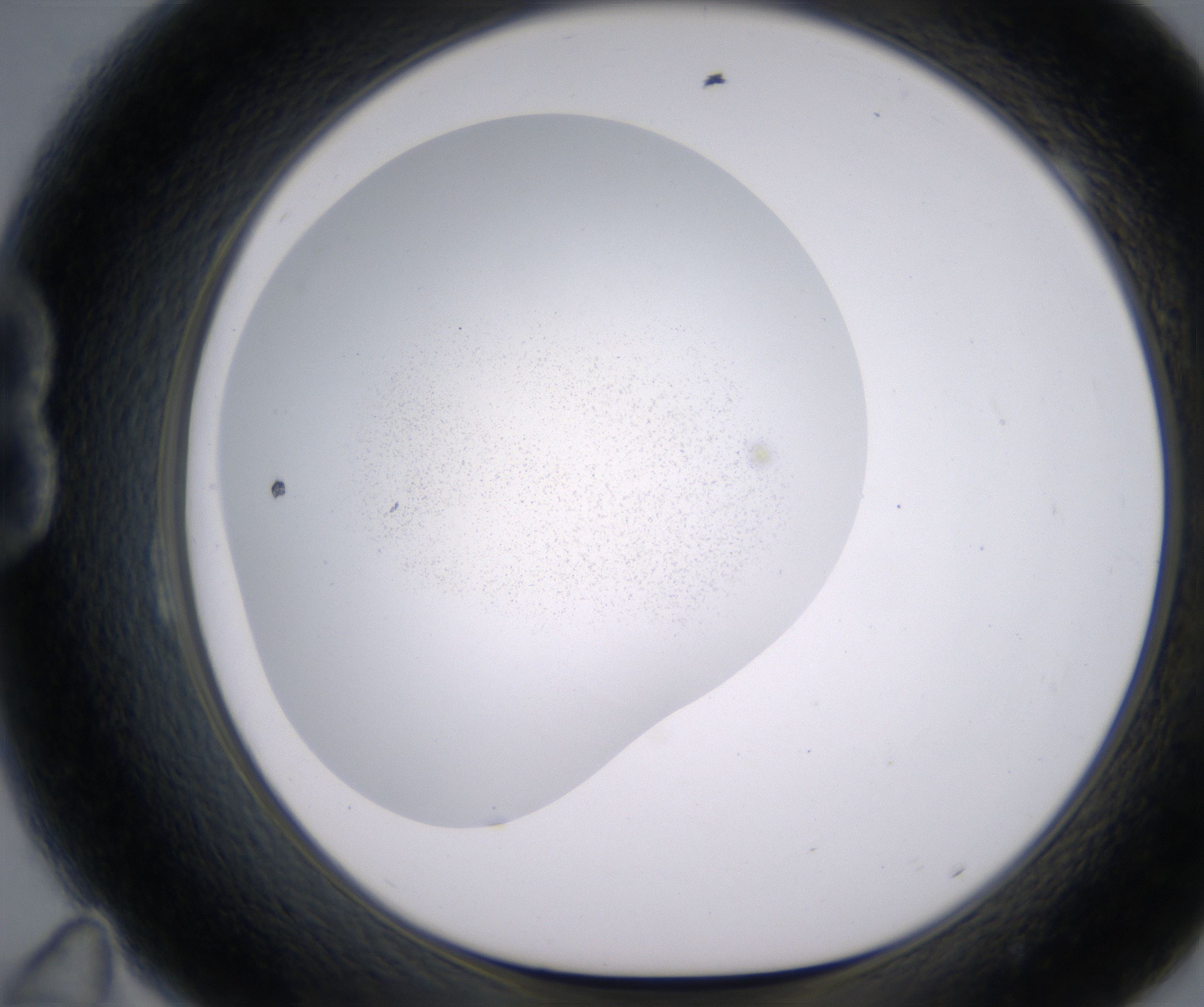 B11_HighResolution_Precipitate_1.jpg