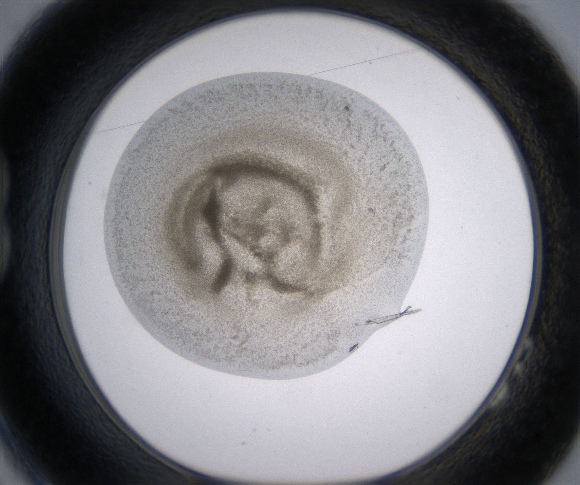 B2_HighResolution_Precipitate_1.jpg