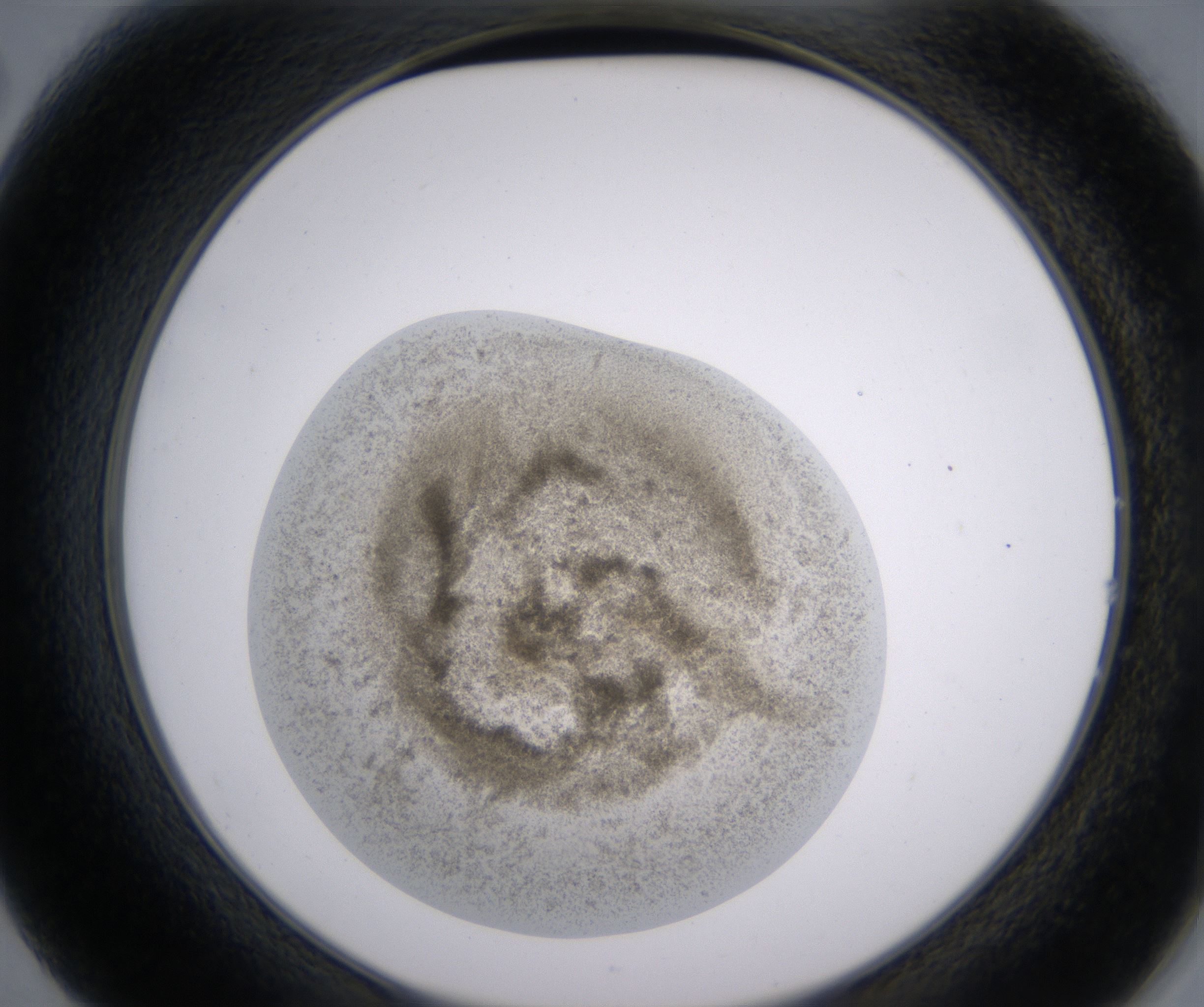 B2_HighResolution_Precipitate_2.jpg