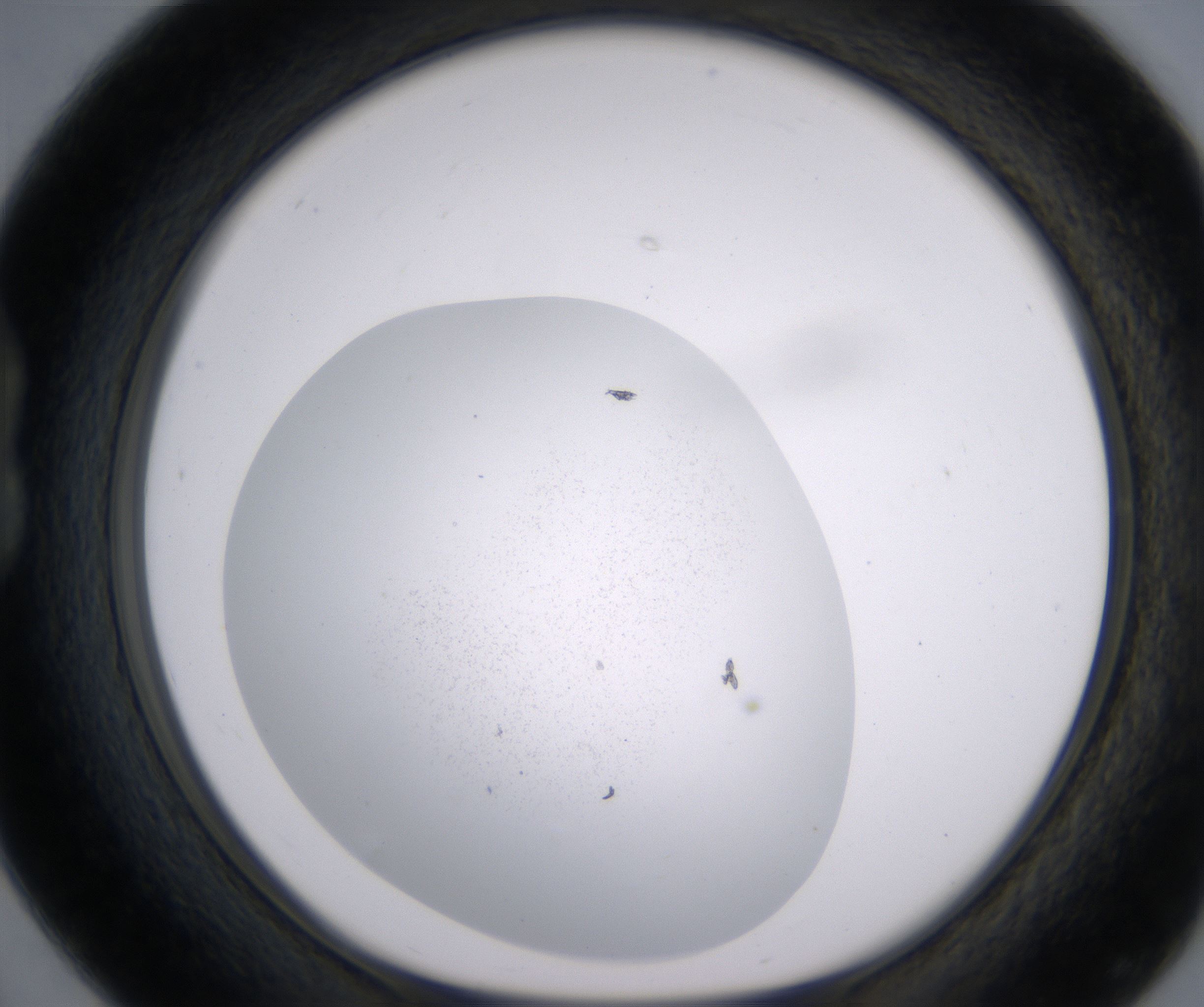 B4_HighResolution_Precipitate_1.jpg