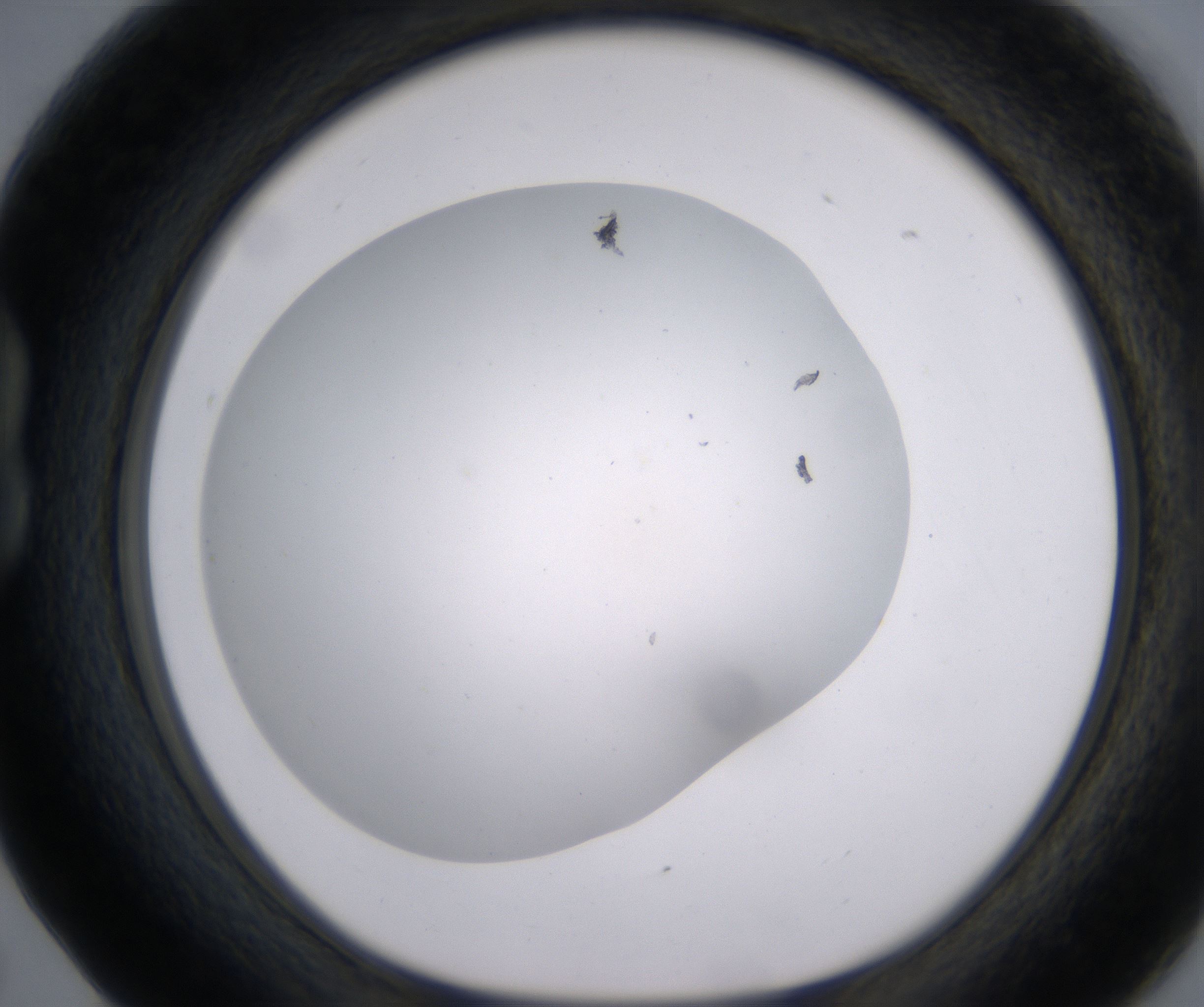 B5_HighResolution_Precipitate_1.jpg