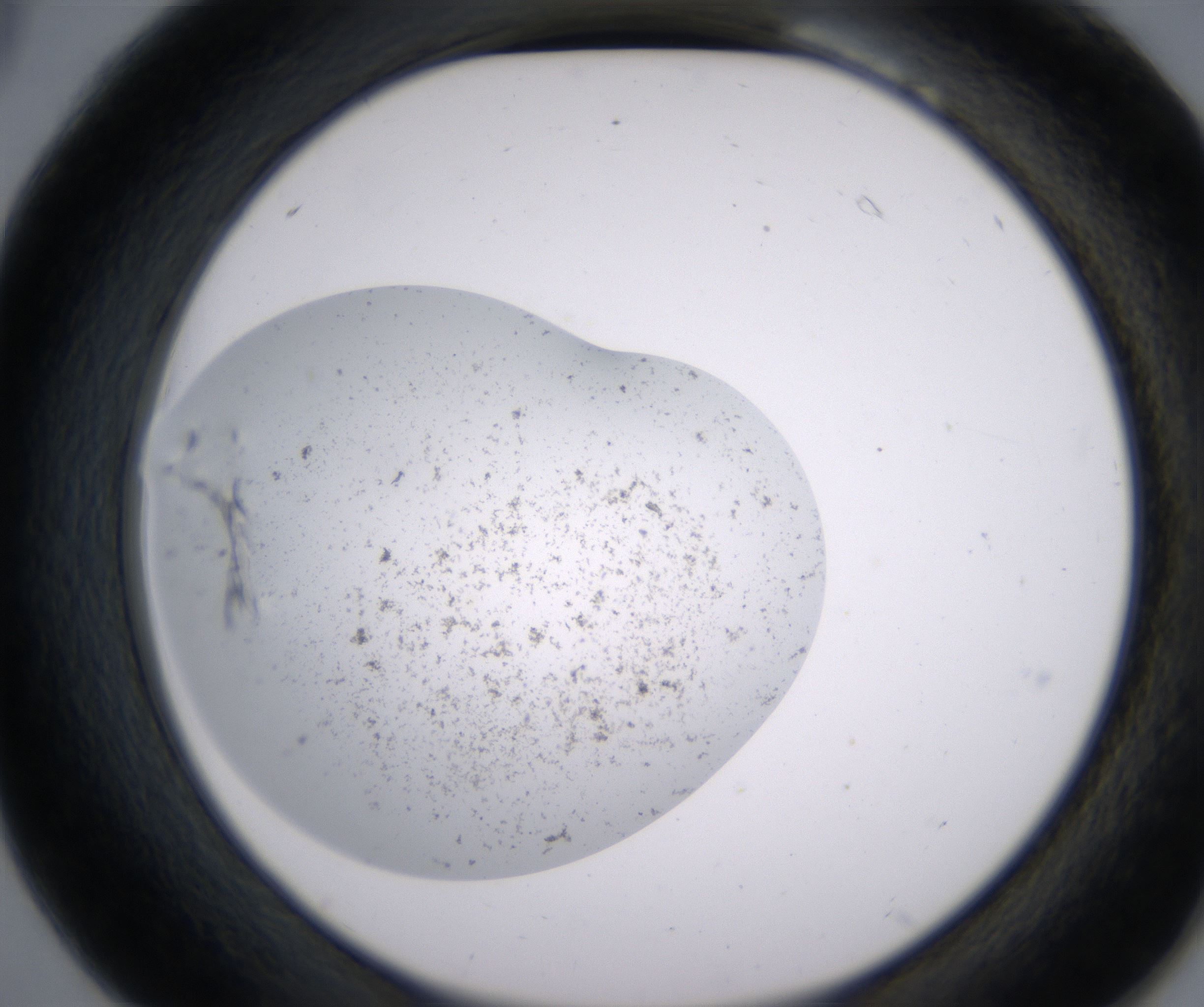 B6_HighResolution_Precipitate_2.jpg