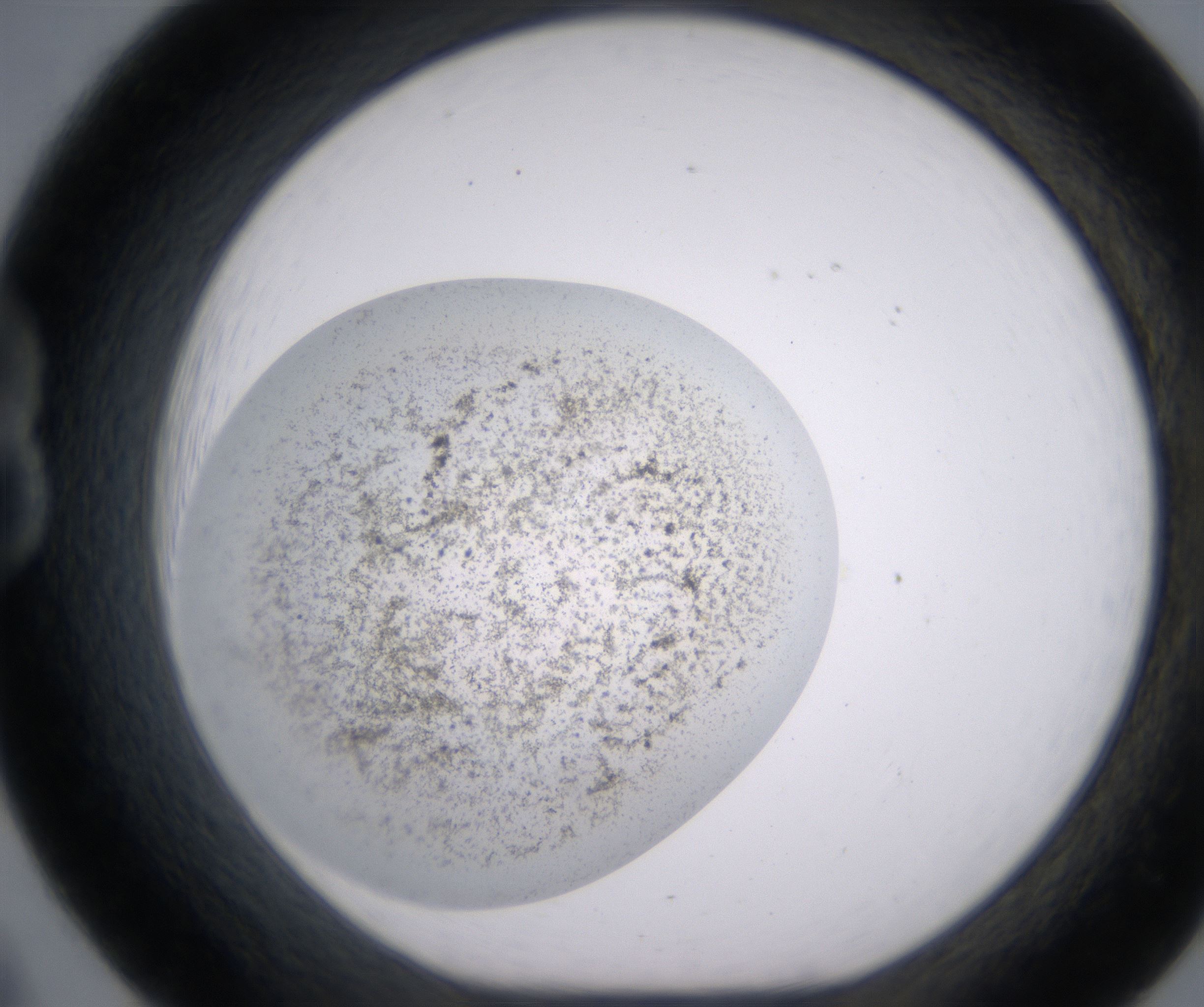 B8_HighResolution_Precipitate_1.jpg