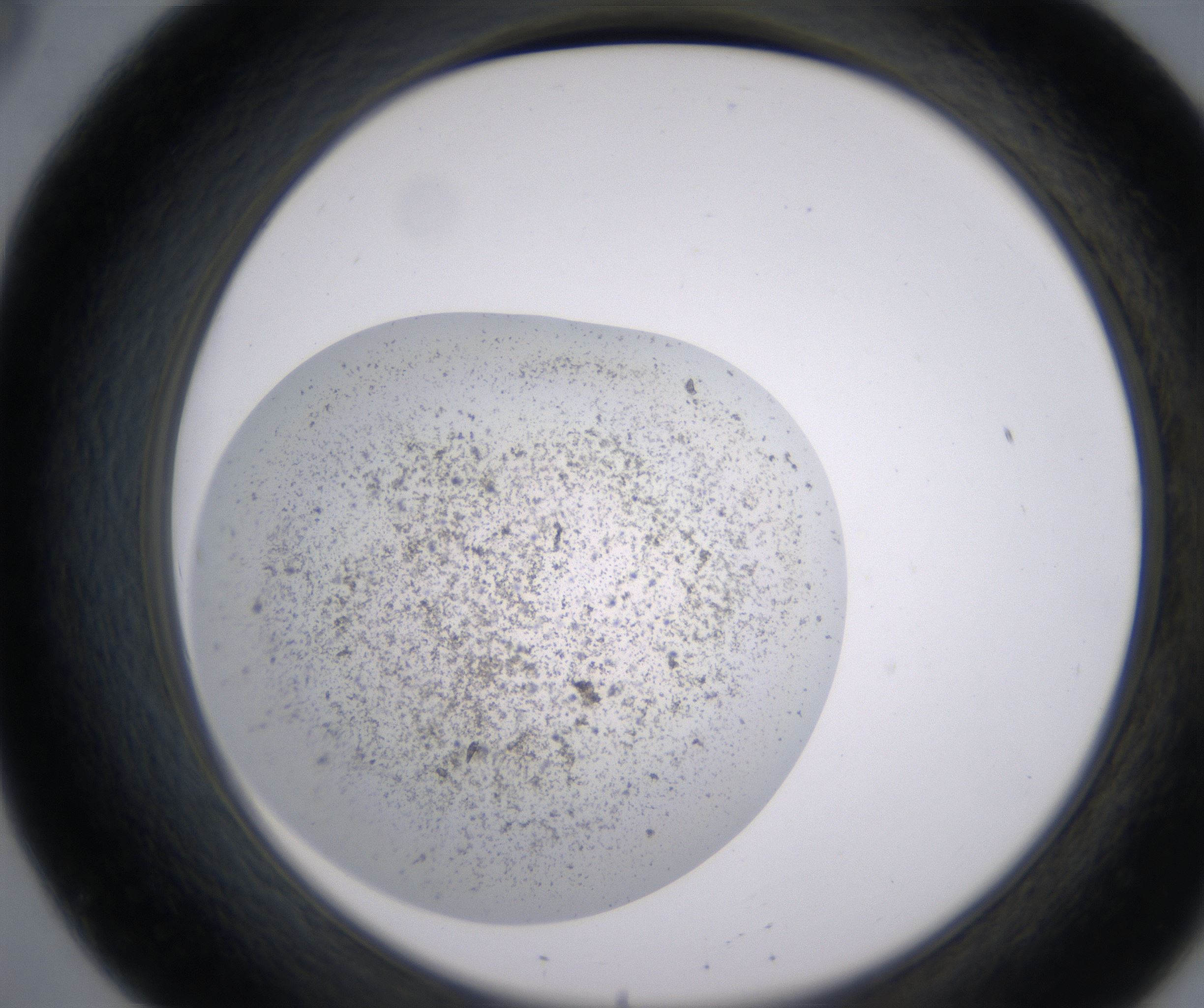 B8_HighResolution_Precipitate_2.jpg