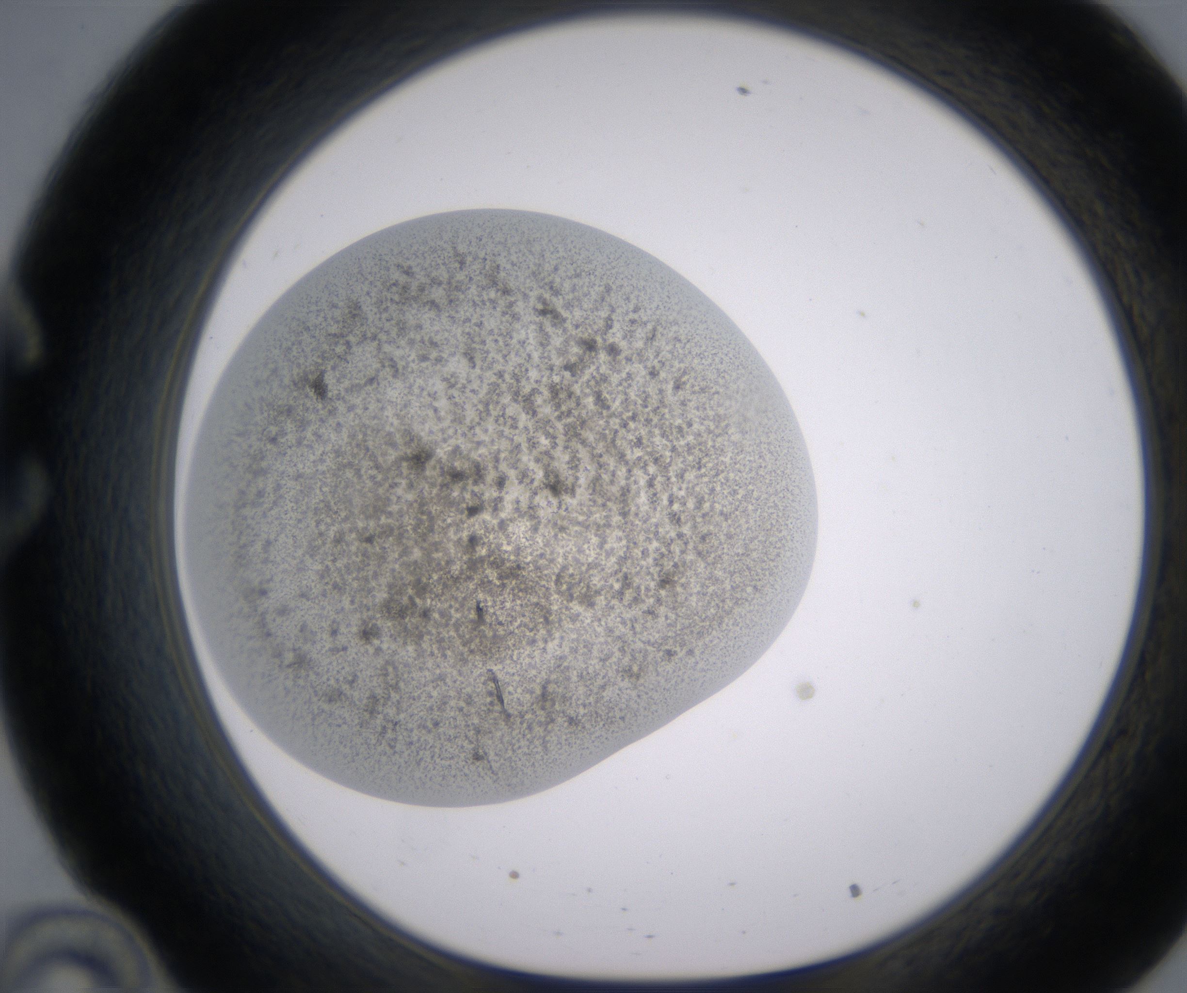 C10_HighResolution_Precipitate_1.jpg