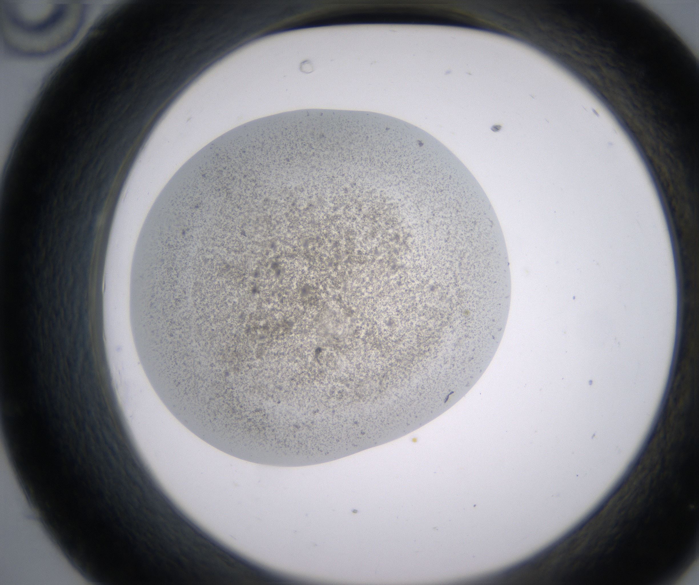 C10_HighResolution_Precipitate_2.jpg