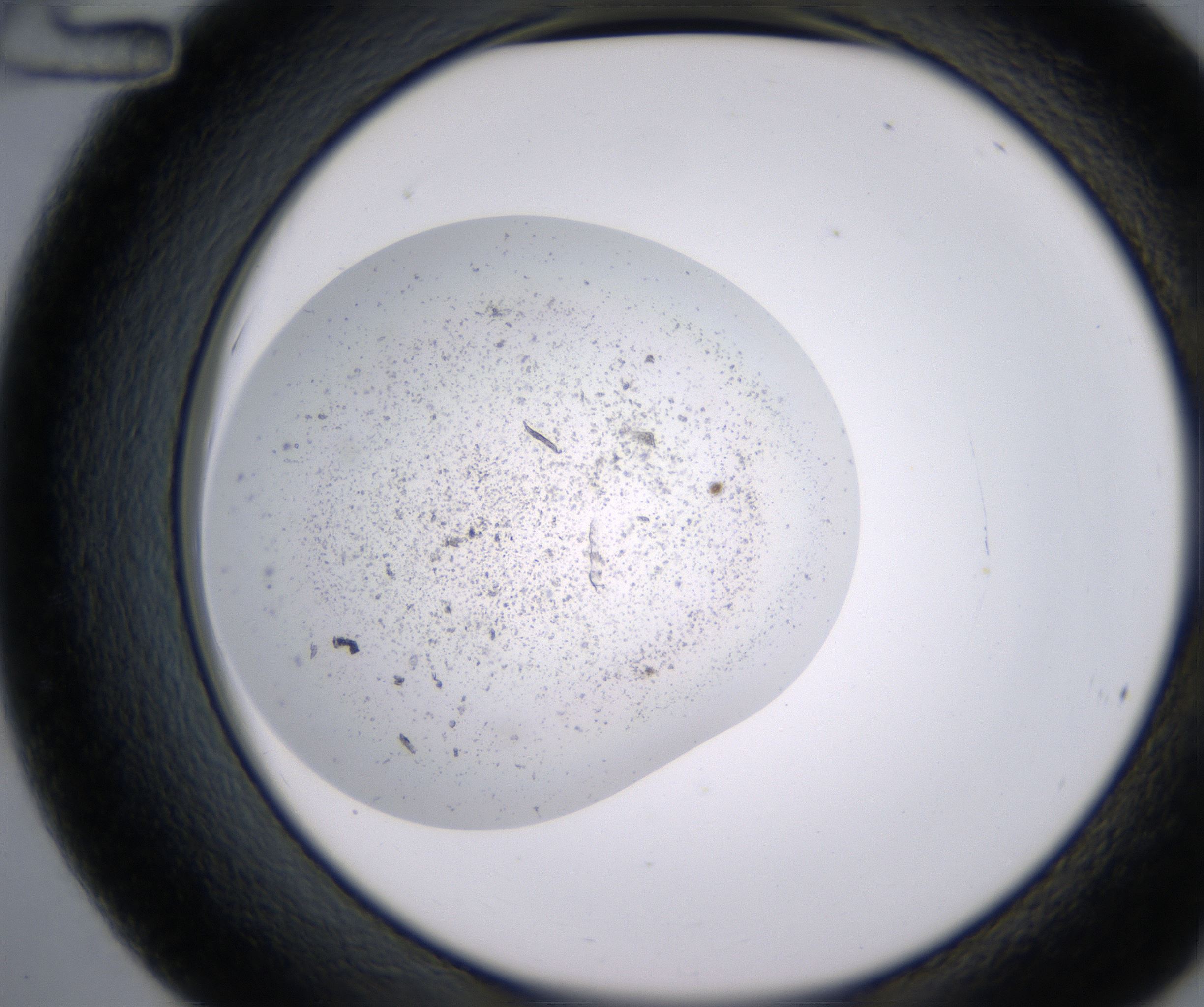 C12_HighResolution_Precipitate_2.jpg