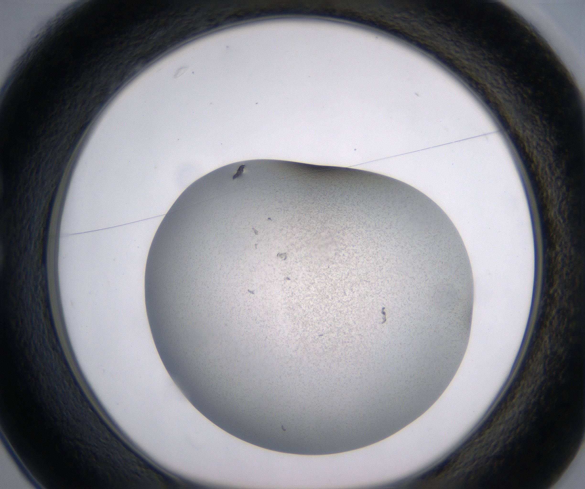 C1_HighResolution_Precipitate_1.jpg