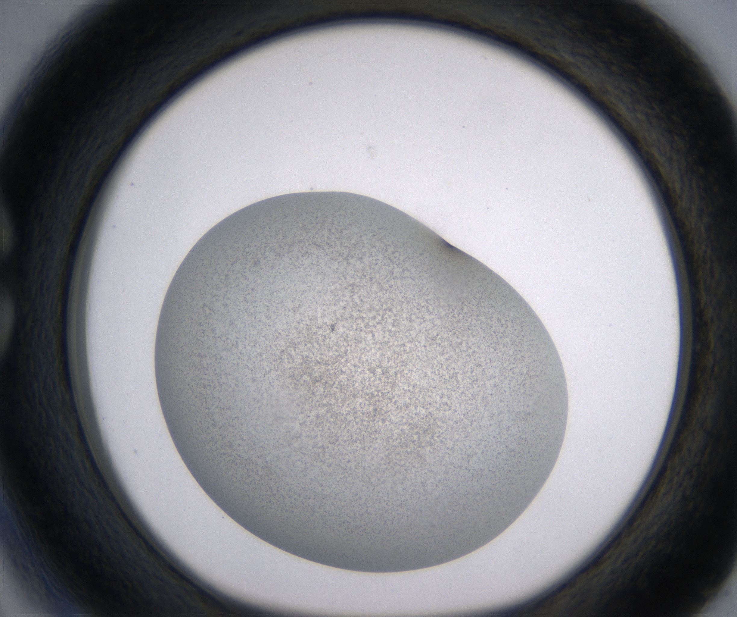 C3_HighResolution_Precipitate_1.jpg
