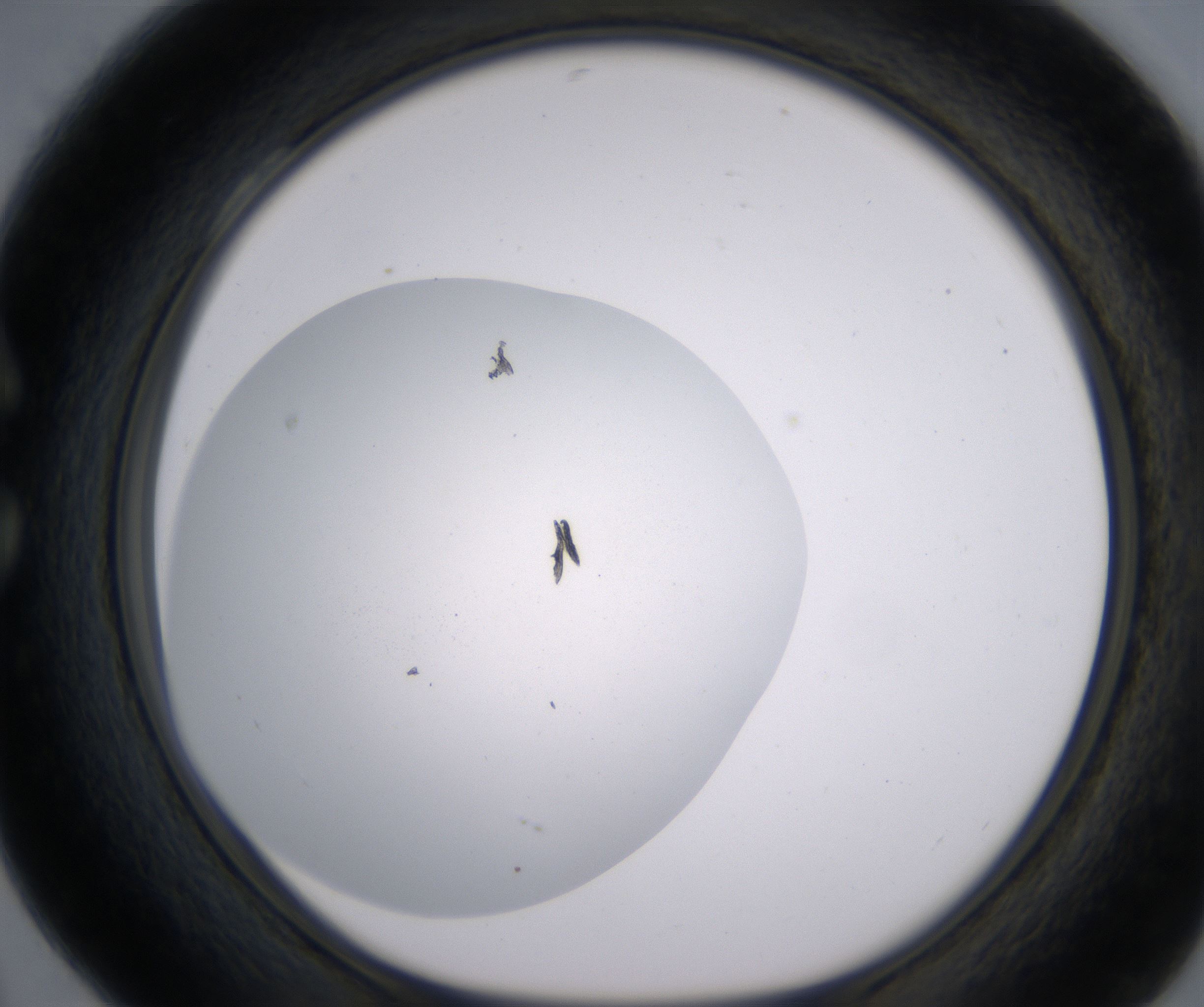 C4_HighResolution_Clear_1.jpg