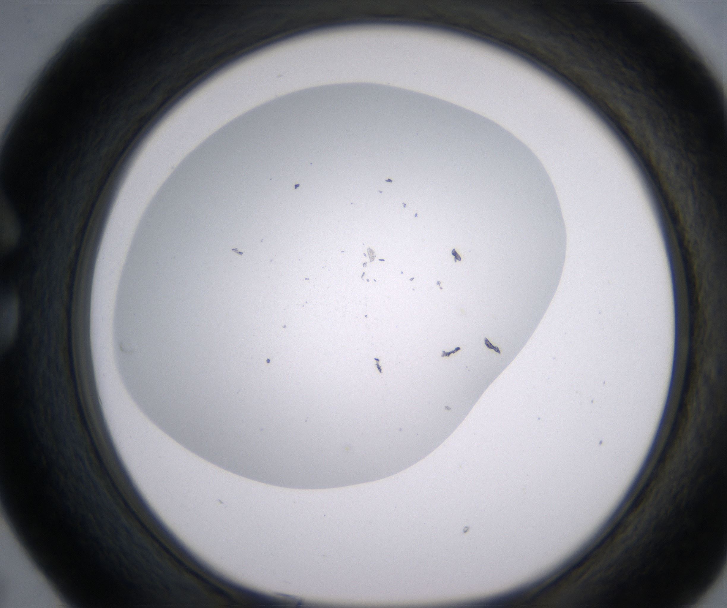 C5_HighResolution_Clear_1.jpg
