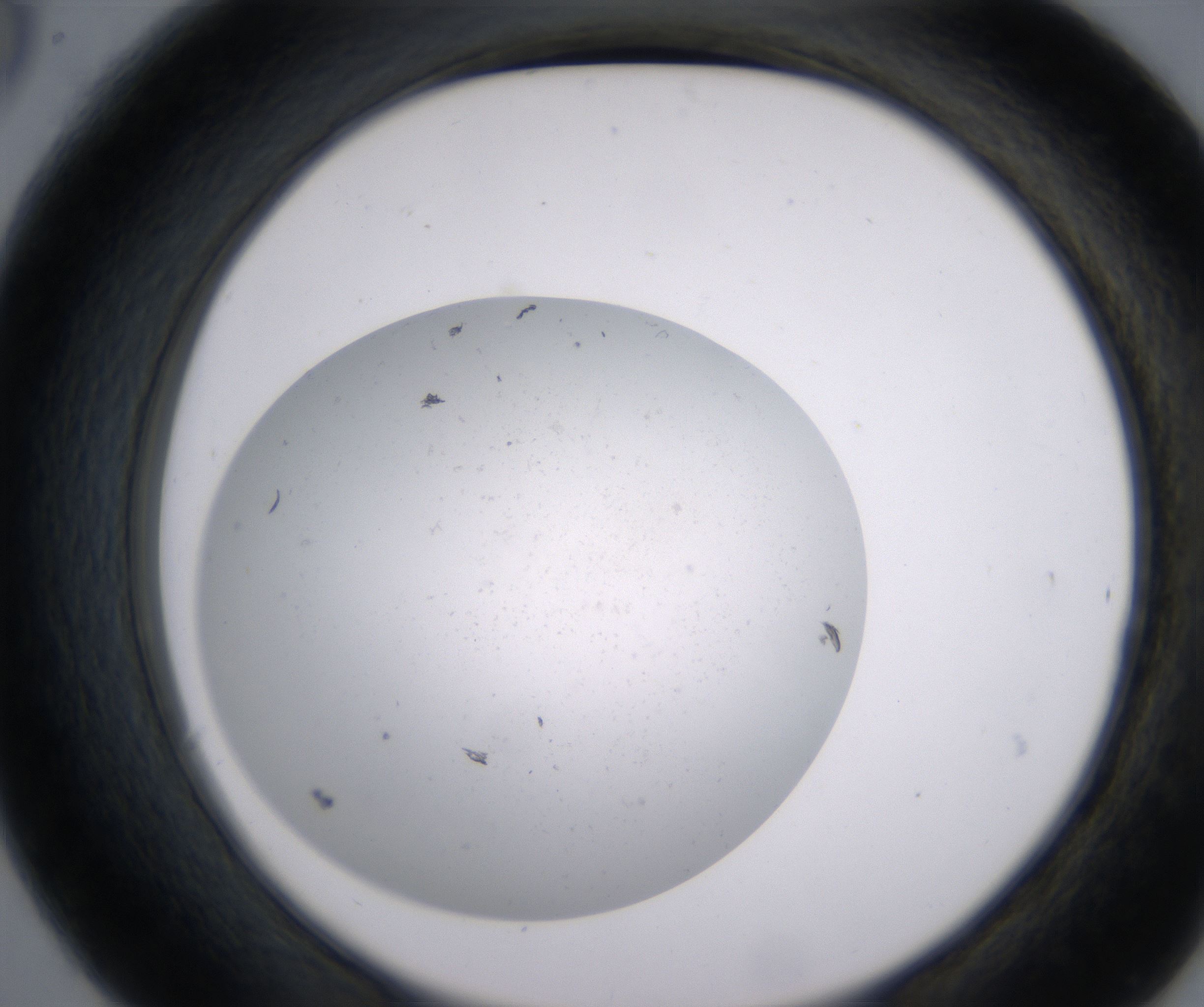 C6_HighResolution_Precipitate_2.jpg