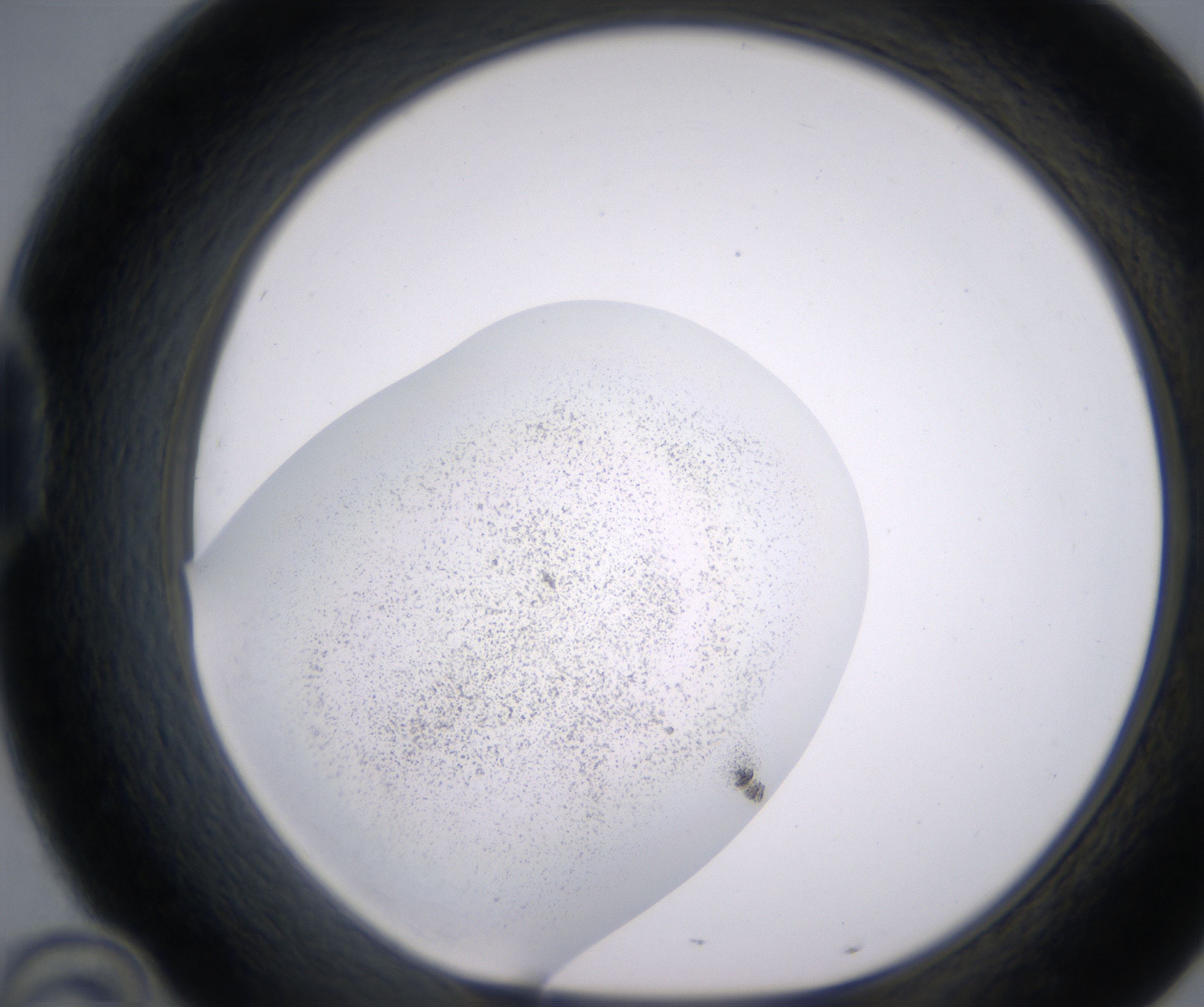 D10_HighResolution_Precipitate_1.jpg