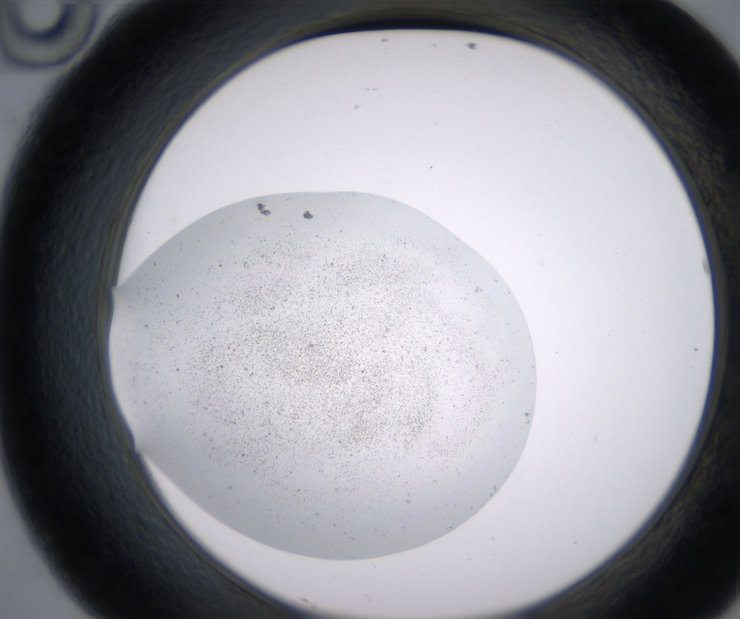 D10_HighResolution_Precipitate_2.jpg