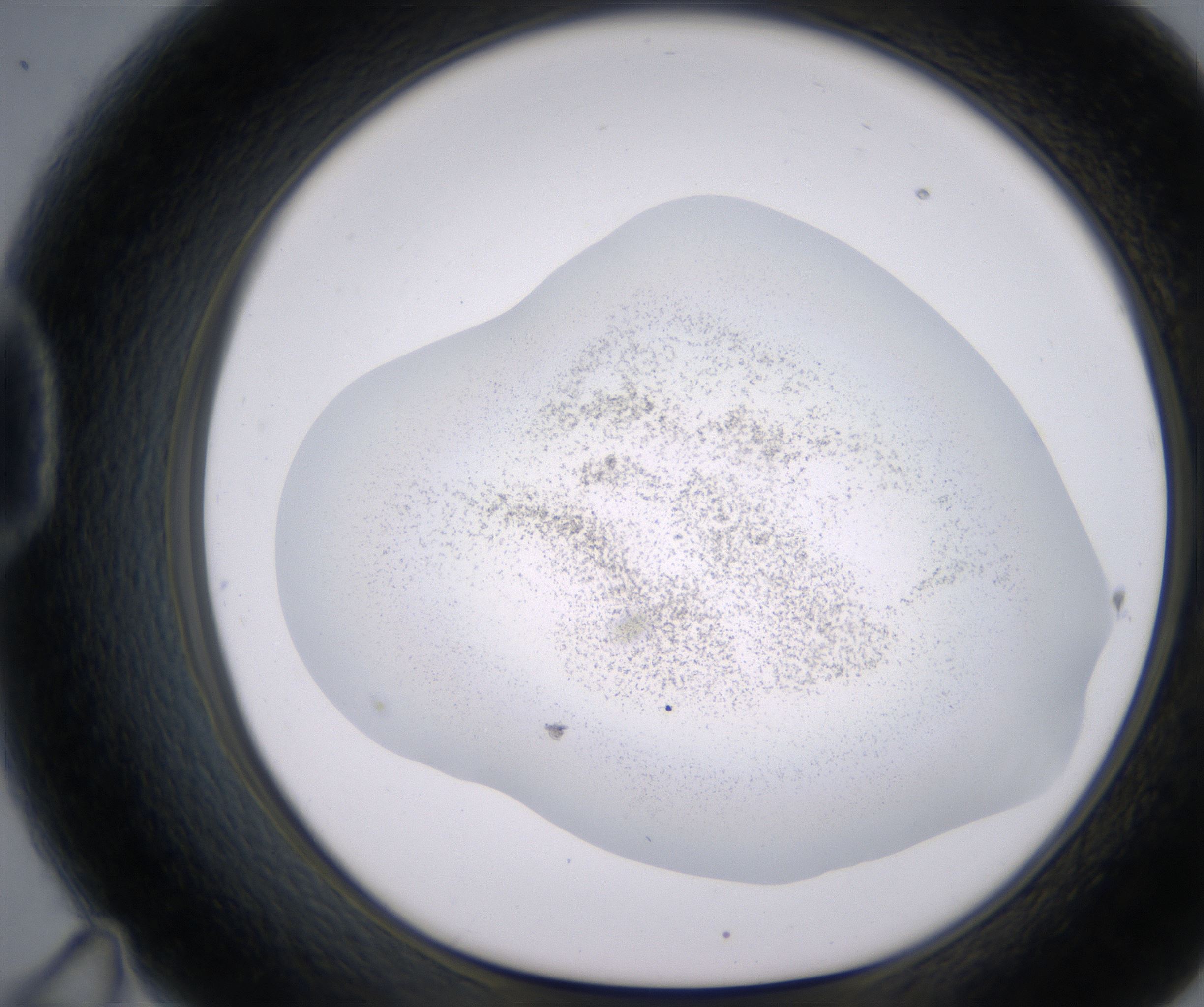 D11_HighResolution_Precipitate_1.jpg